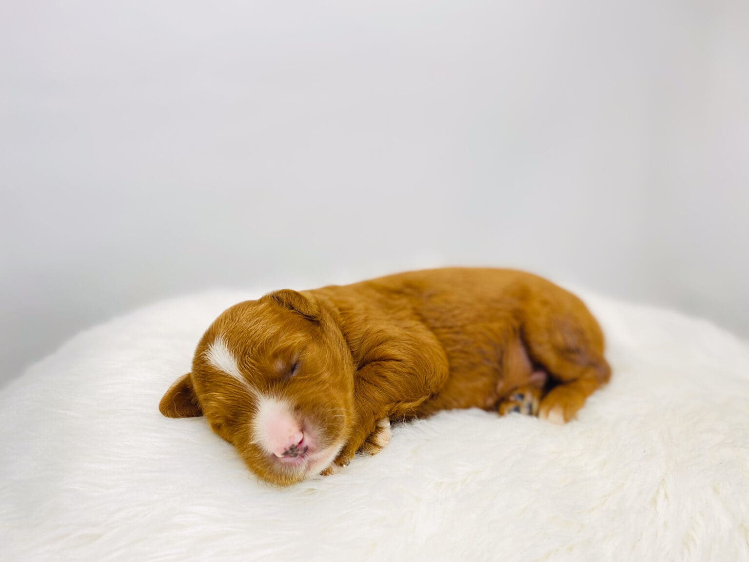 I am just a tiny baby and would love to join your family soon! Of course, you can’t see how cute and curly I will be when I get older, so the Dog Club will send updated photos when I am about 6 to 7 weeks old, if you choose to adopt me. Infant puppy deposits are refundable or transferrable.