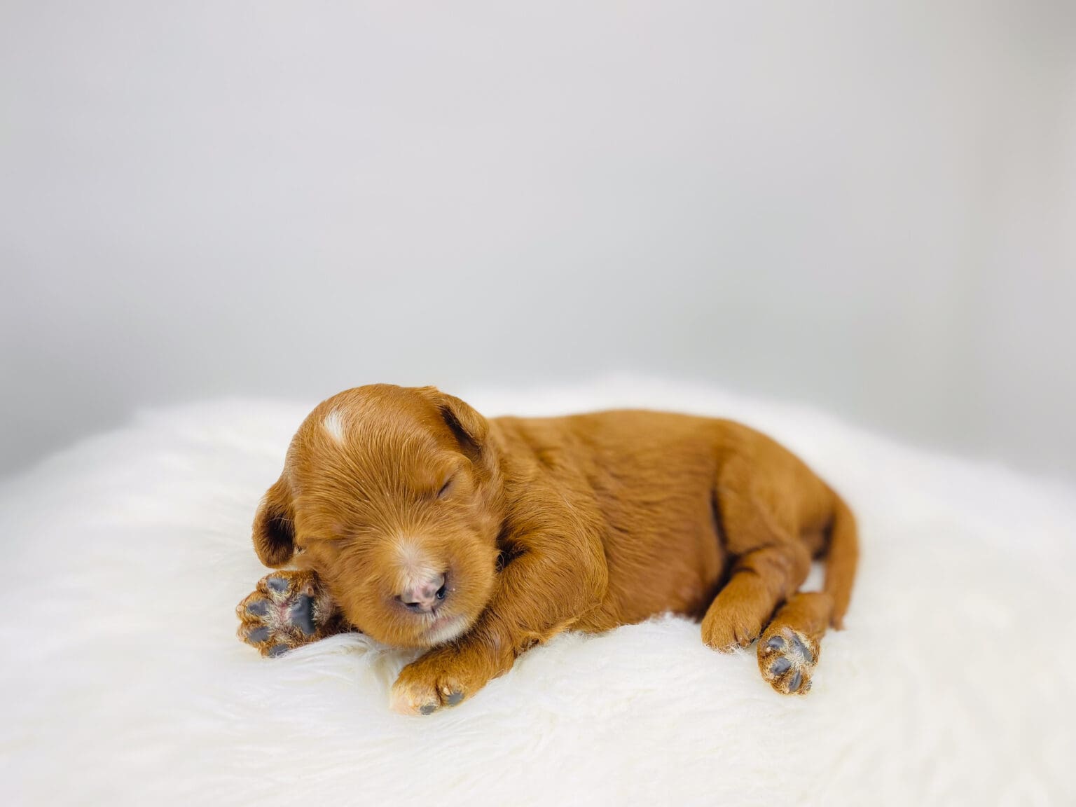 I am just a tiny baby and would love to join your family soon! Of course, you can’t see how cute and curly I will be when I get older, so the Dog Club will send updated photos when I am about 6 to 7 weeks old, if you choose to adopt me. Infant puppy deposits are refundable or transferrable.