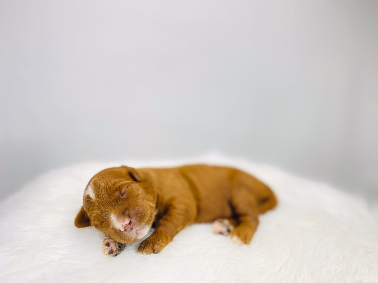 I am just a tiny baby and would love to join your family soon! Of course, you can’t see how cute and curly I will be when I get older, so the Dog Club will send updated photos when I am about 6 to 7 weeks old, if you choose to adopt me. Infant puppy deposits are refundable or transferrable.