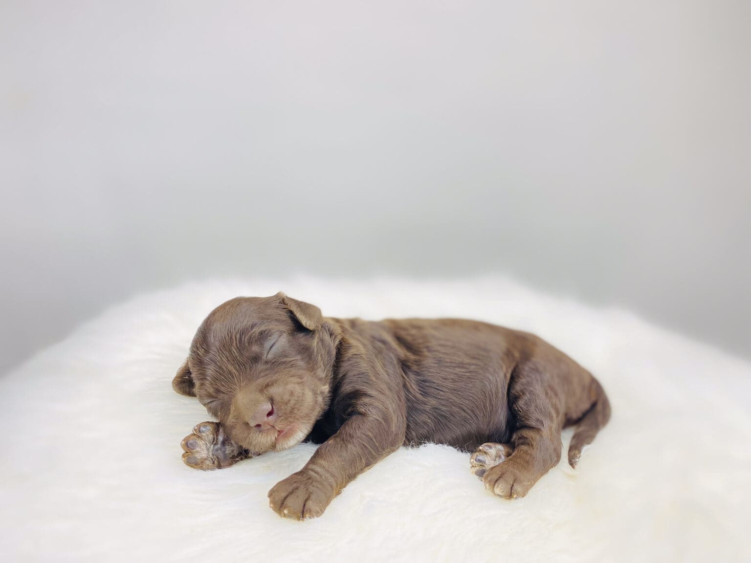 I am just a tiny baby and would love to join your family soon! Of course, you can’t see how cute and curly I will be when I get older, so the Dog Club will send updated photos when I am about 6 to 7 weeks old, if you choose to adopt me. Infant puppy deposits are refundable or transferrable.