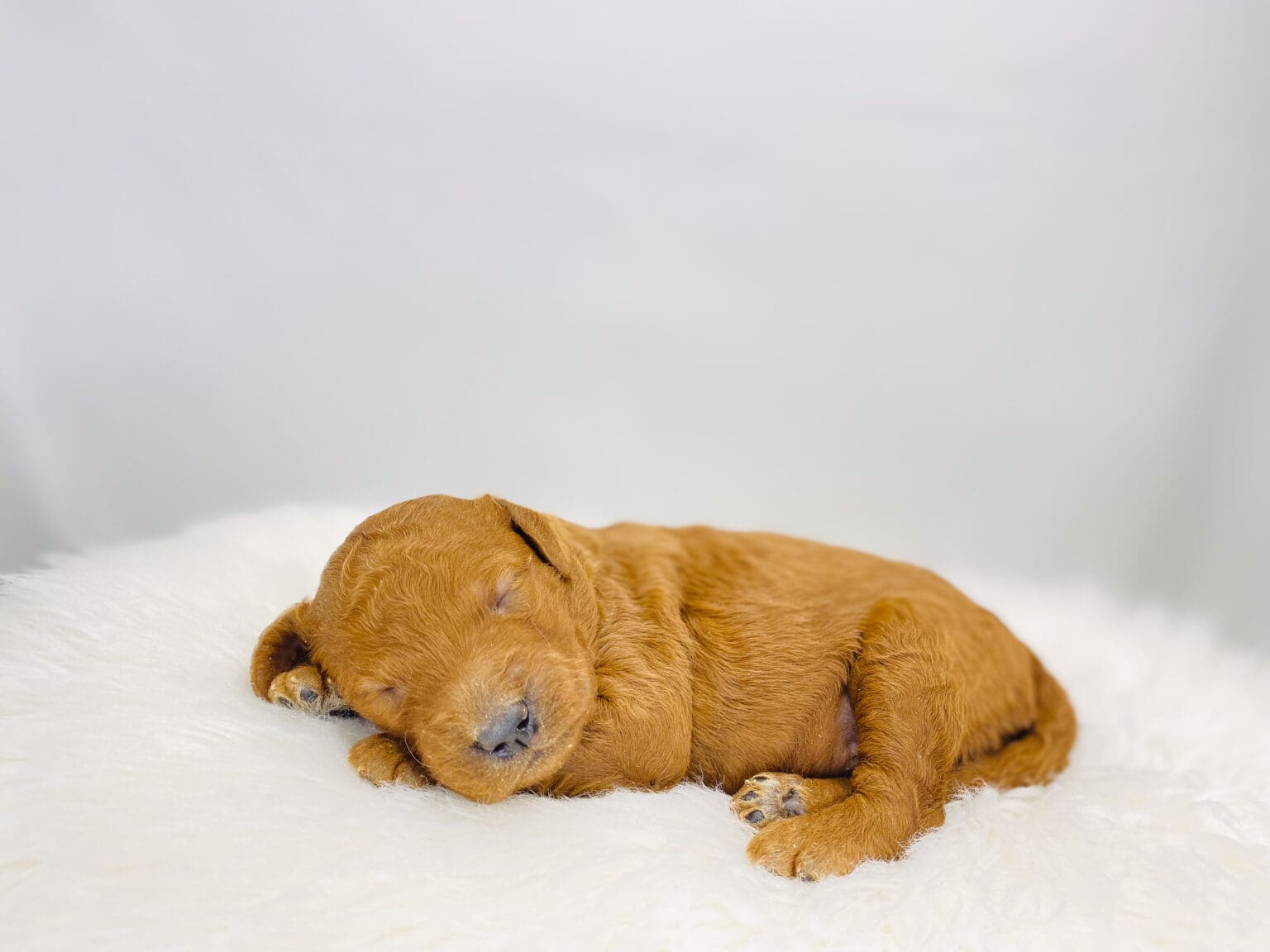 I am just a tiny baby and would love to join your family soon! Of course, you can’t see how cute and curly I will be when I get older, so the Dog Club will send updated photos when I am about 6 to 7 weeks old, if you choose to adopt me. Infant puppy deposits are refundable or transferrable.