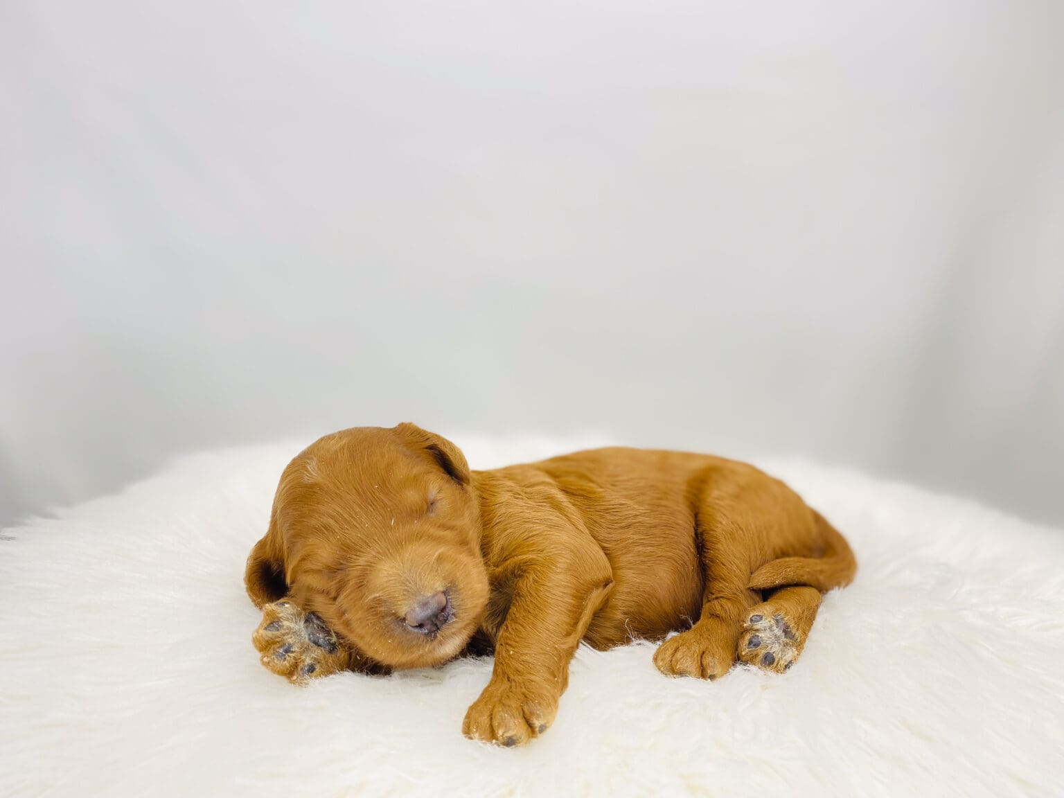 I am just a tiny baby and would love to join your family soon! Of course, you can’t see how cute and curly I will be when I get older, so the Dog Club will send updated photos when I am about 6 to 7 weeks old, if you choose to adopt me. Infant puppy deposits are refundable or transferrable.