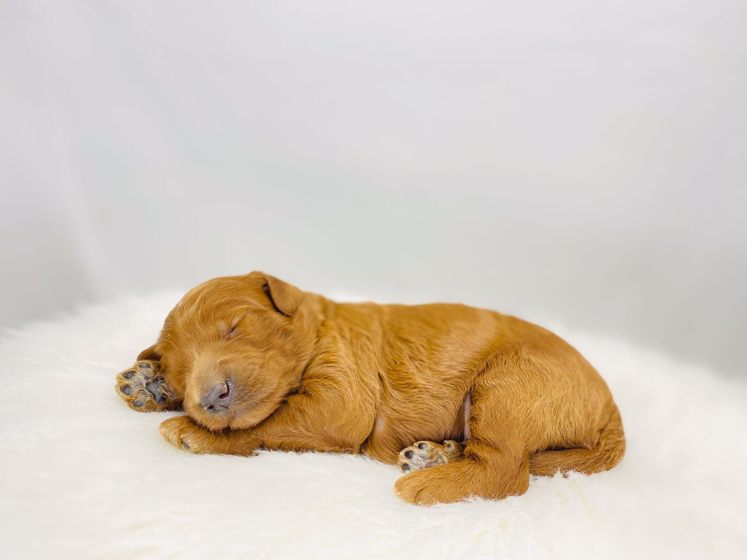 I am just a tiny baby and would love to join your family soon! Of course, you can’t see how cute and curly I will be when I get older, so the Dog Club will send updated photos when I am about 6 to 7 weeks old, if you choose to adopt me. Infant puppy deposits are refundable or transferrable.