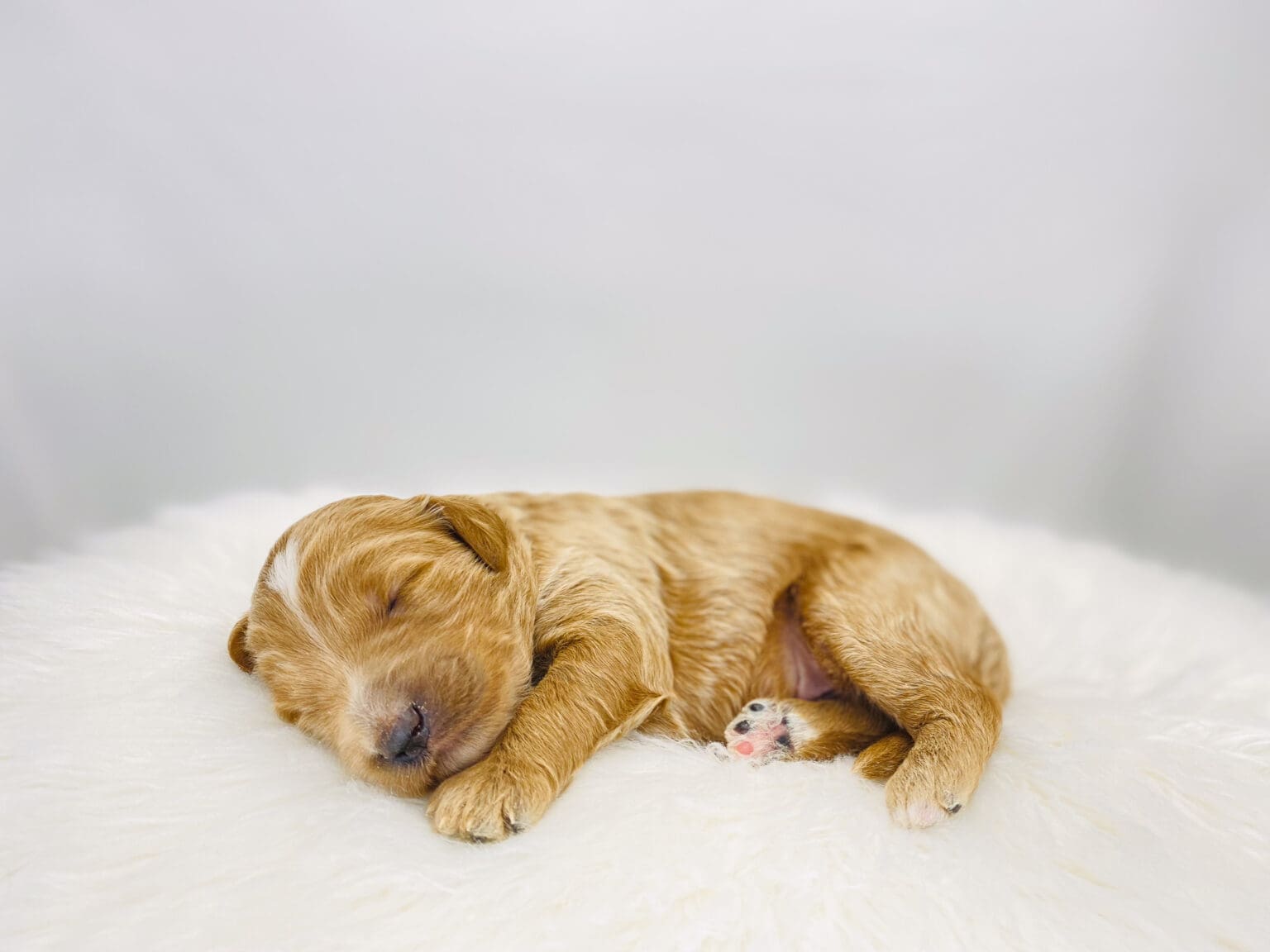 I am just a tiny baby and would love to join your family soon! Of course, you can’t see how cute and curly I will be when I get older, so the Dog Club will send updated photos when I am about 6 to 7 weeks old, if you choose to adopt me. Infant puppy deposits are refundable or transferrable.