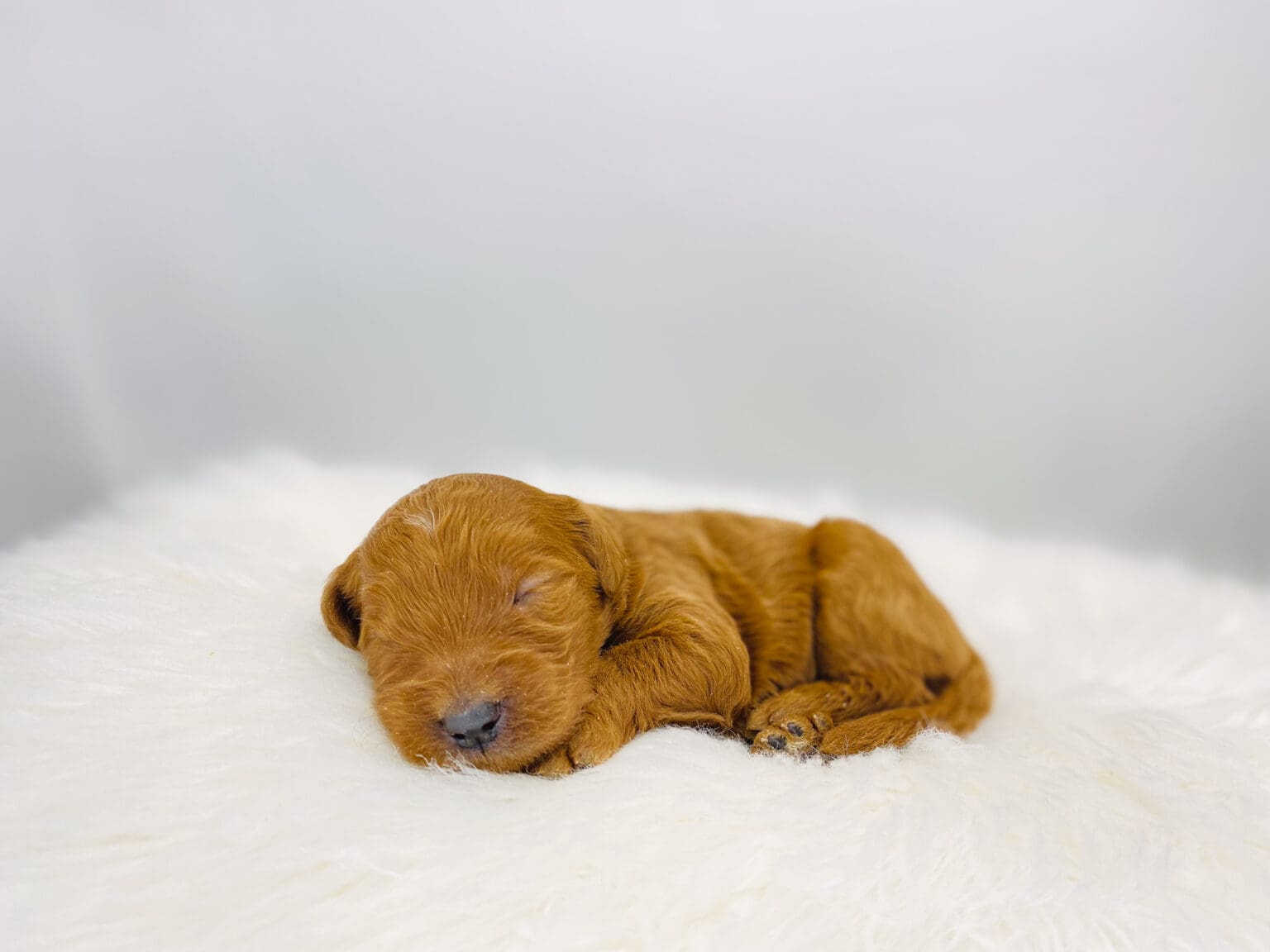 I am just a tiny baby and would love to join your family soon! Of course, you can’t see how cute and curly I will be when I get older, so the Dog Club will send updated photos when I am about 6 to 7 weeks old, if you choose to adopt me. Infant puppy deposits are refundable or transferrable.
