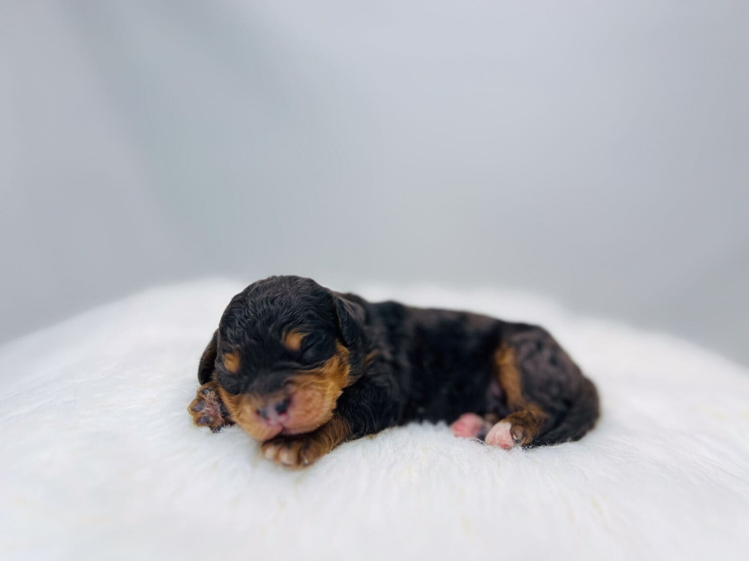 I am just a tiny baby and would love to join your family soon! Of course, you can’t see how cute and curly I will be when I get older, so the Dog Club will send updated photos when I am about 6 to 7 weeks old, if you choose to adopt me. Infant puppy deposits are refundable or transferrable.