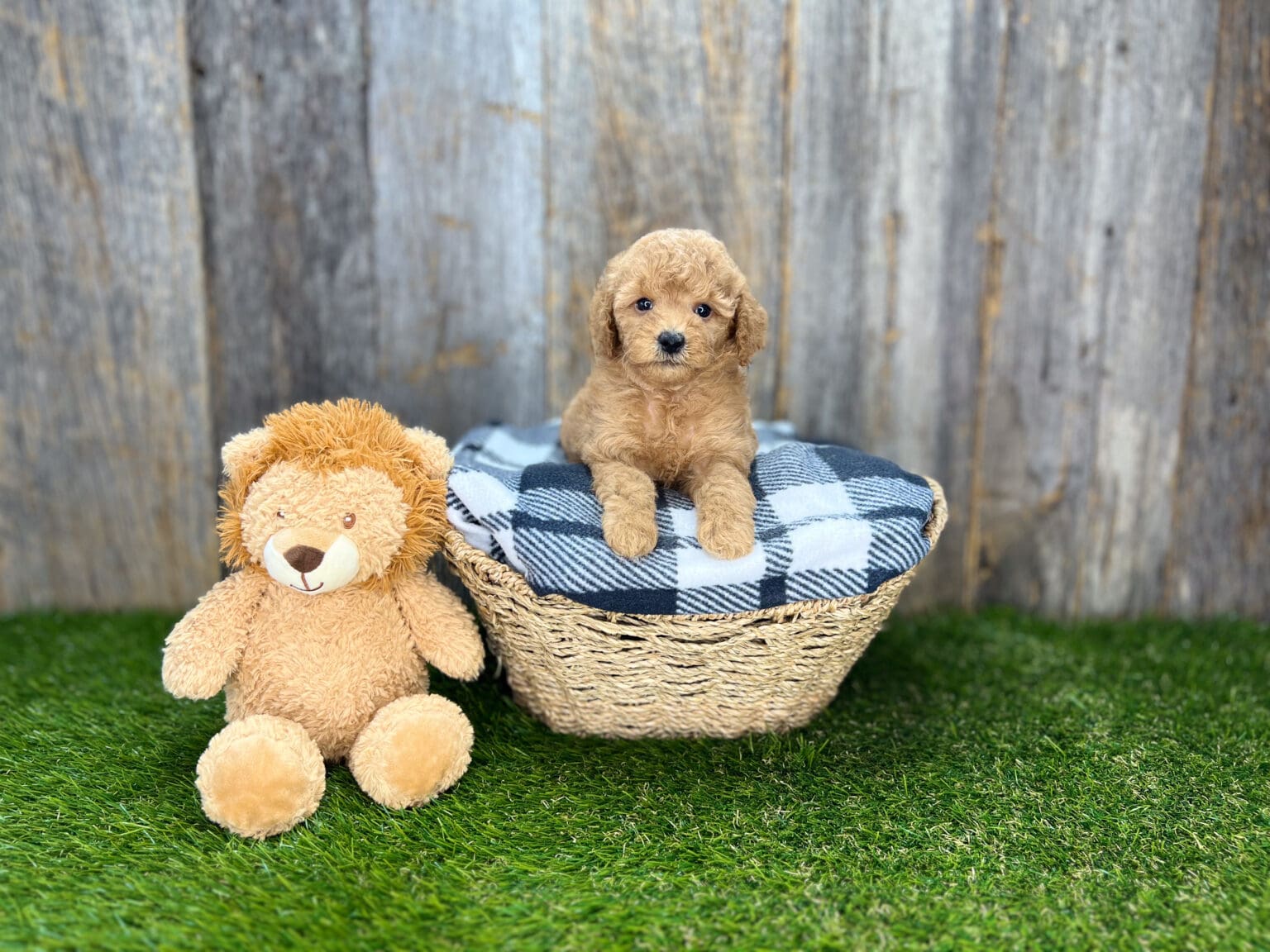 I am just a tiny baby and would love to join your family soon! Of course, you can’t see how cute and curly I will be when I get older, so the Dog Club will send updated photos when I am about 6 to 7 weeks old, if you choose to adopt me. Infant puppy deposits are refundable or transferrable.