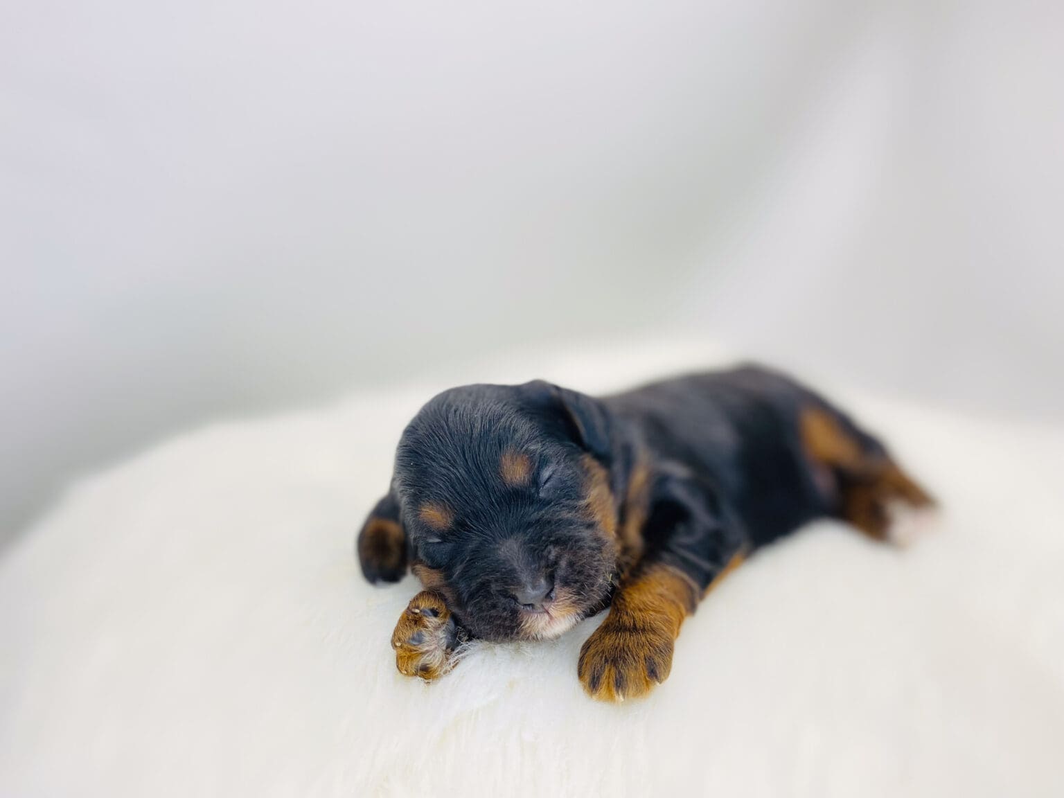 I am just a tiny baby and would love to join your family soon! Of course, you can’t see how cute and curly I will be when I get older, so the Dog Club will send updated photos when I am about 6 to 7 weeks old, if you choose to adopt me. Infant puppy deposits are refundable or transferrable.