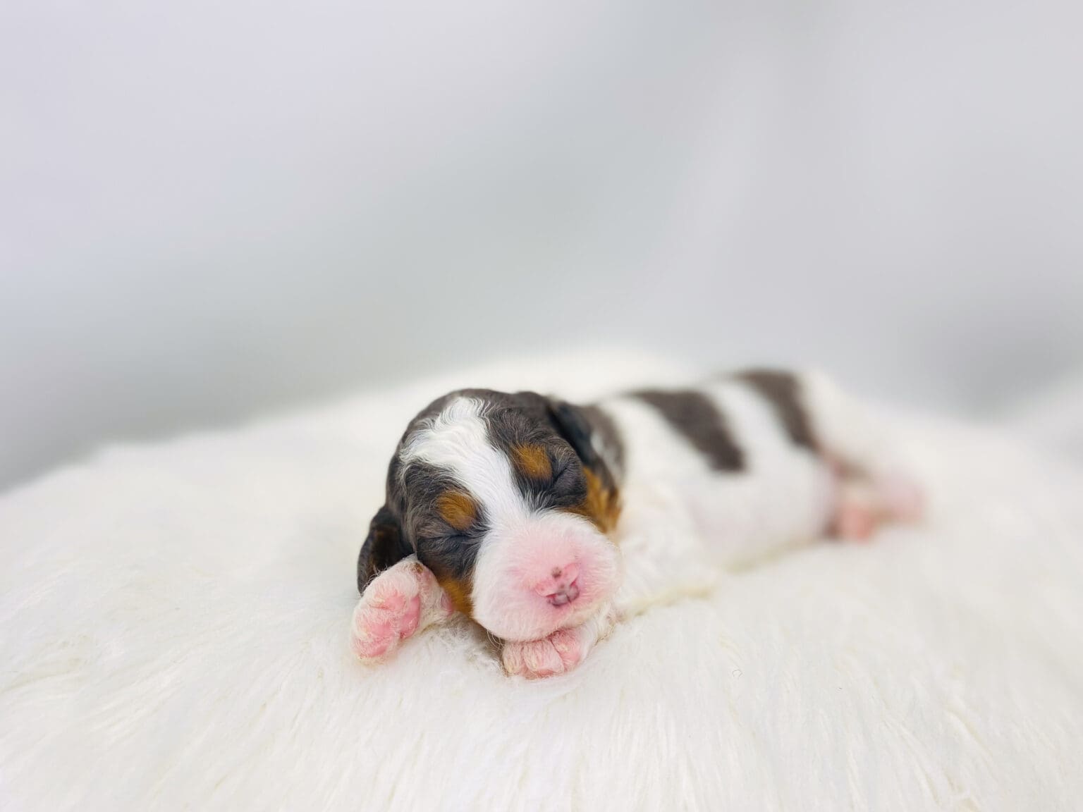 I am just a tiny baby and would love to join your family soon! Of course, you can’t see how cute and curly I will be when I get older, so the Dog Club will send updated photos when I am about 6 to 7 weeks old, if you choose to adopt me. Infant puppy deposits are refundable or transferrable.