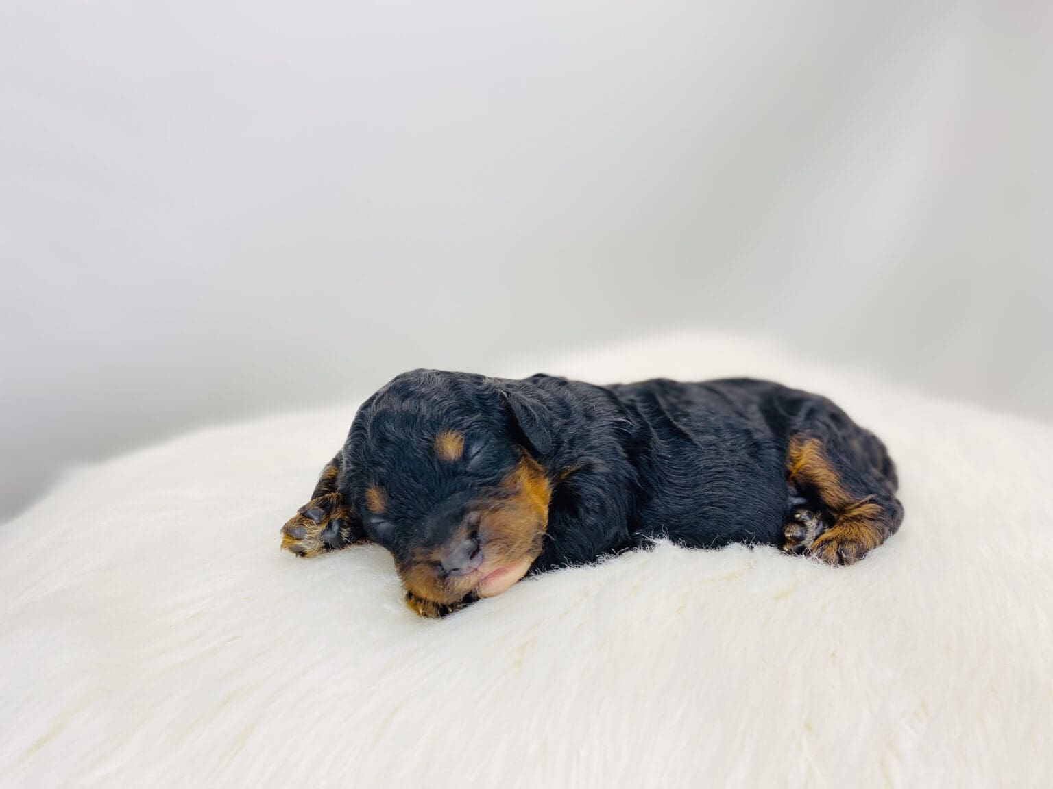 I am just a tiny baby and would love to join your family soon! Of course, you can’t see how cute and curly I will be when I get older, so the Dog Club will send updated photos when I am about 6 to 7 weeks old, if you choose to adopt me. Infant puppy deposits are refundable or transferrable.