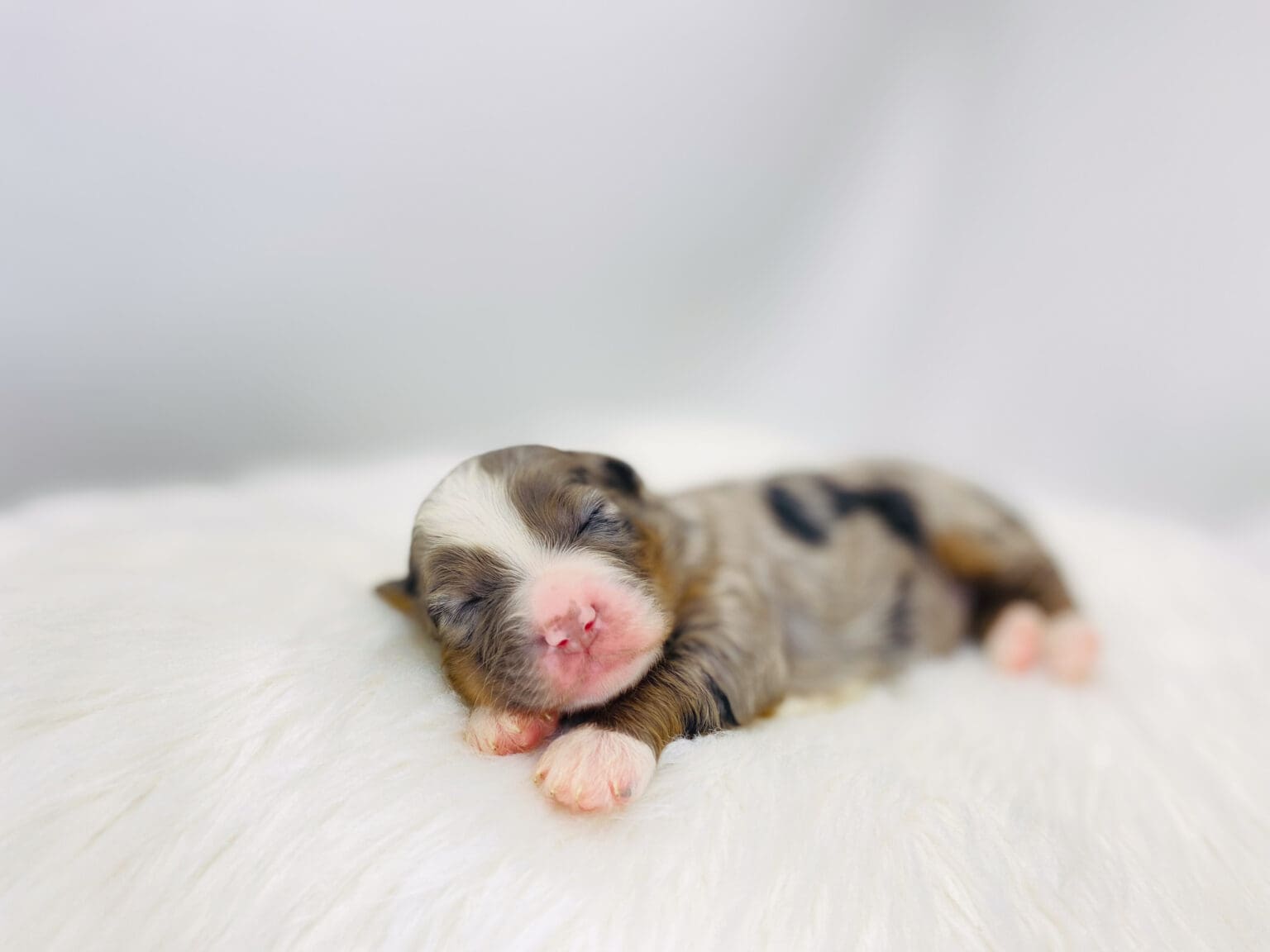 I am just a tiny baby and would love to join your family soon! Of course, you can’t see how cute and curly I will be when I get older, so the Dog Club will send updated photos when I am about 6 to 7 weeks old, if you choose to adopt me. Infant puppy deposits are refundable or transferrable.