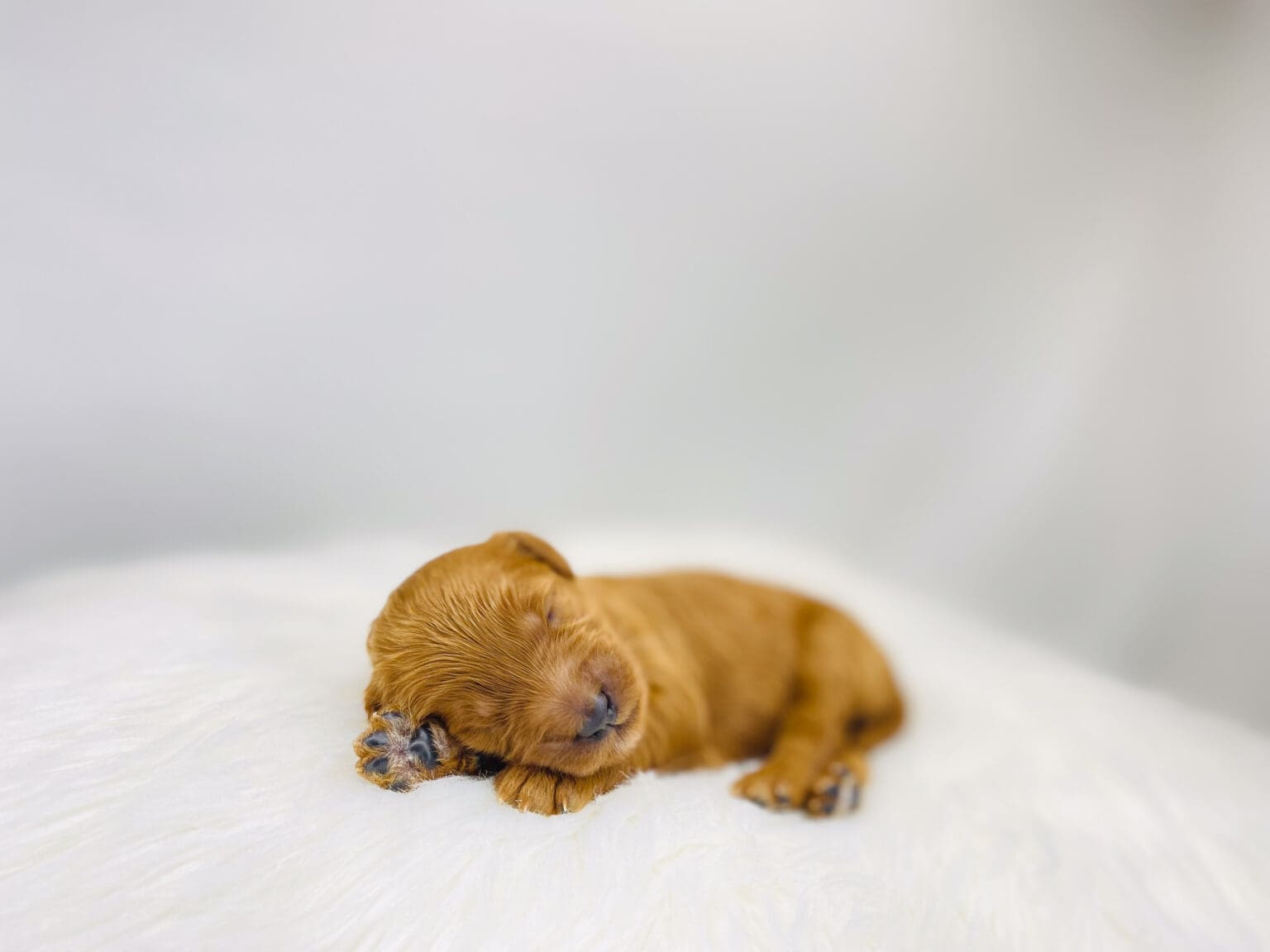 I am just a tiny baby and would love to join your family soon! Of course, you can’t see how cute and curly I will be when I get older, so the Dog Club will send updated photos when I am about 6 to 7 weeks old, if you choose to adopt me. Infant puppy deposits are refundable or transferrable.