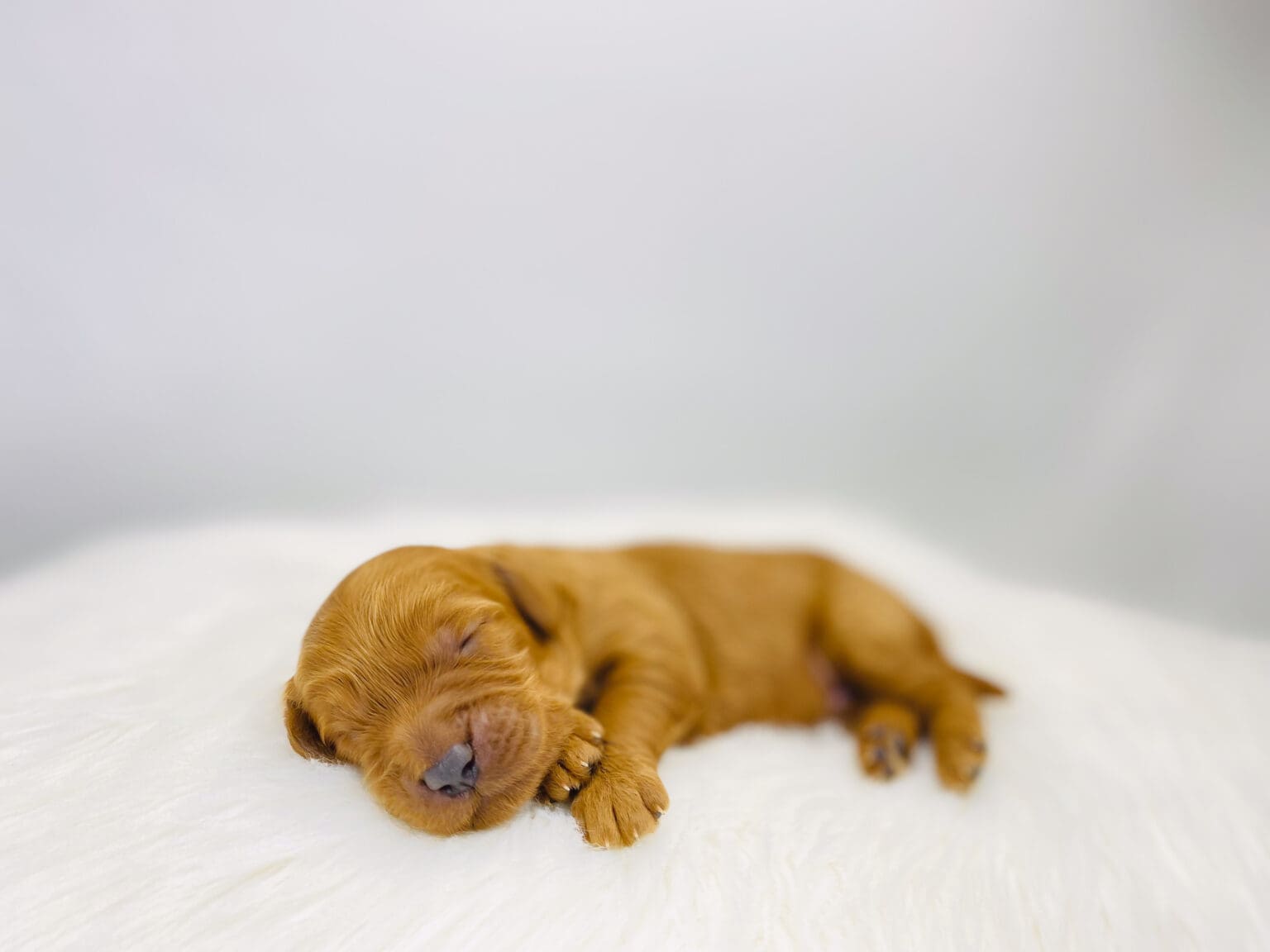 I am just a tiny baby and would love to join your family soon! Of course, you can’t see how cute and curly I will be when I get older, so the Dog Club will send updated photos when I am about 6 to 7 weeks old, if you choose to adopt me. Infant puppy deposits are refundable or transferrable.