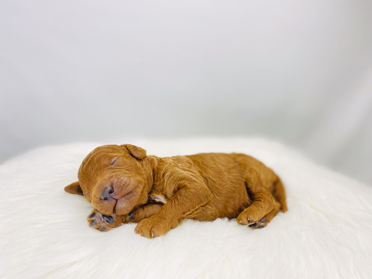 I am just a tiny baby and would love to join your family soon! Of course, you can’t see how cute and curly I will be when I get older, so the Dog Club will send updated photos when I am about 6 to 7 weeks old, if you choose to adopt me. Infant puppy deposits are refundable or transferrable.