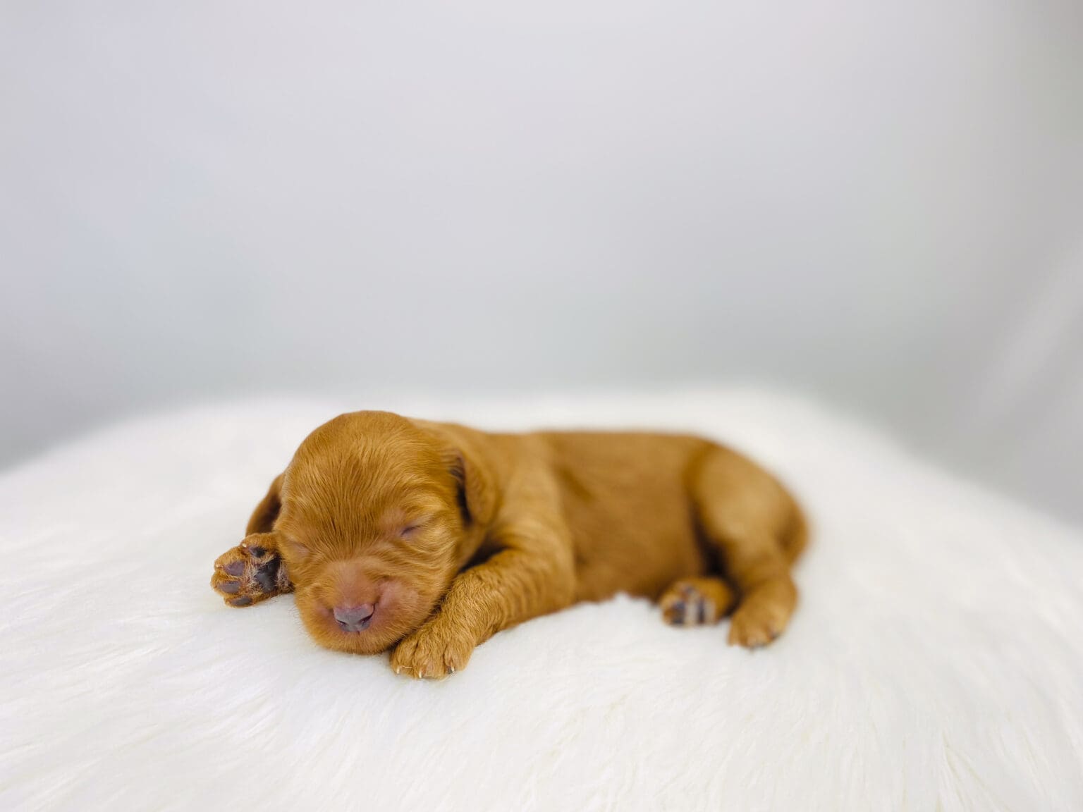 I am just a tiny baby and would love to join your family soon! Of course, you can’t see how cute and curly I will be when I get older, so the Dog Club will send updated photos when I am about 6 to 7 weeks old, if you choose to adopt me. Infant puppy deposits are refundable or transferrable.