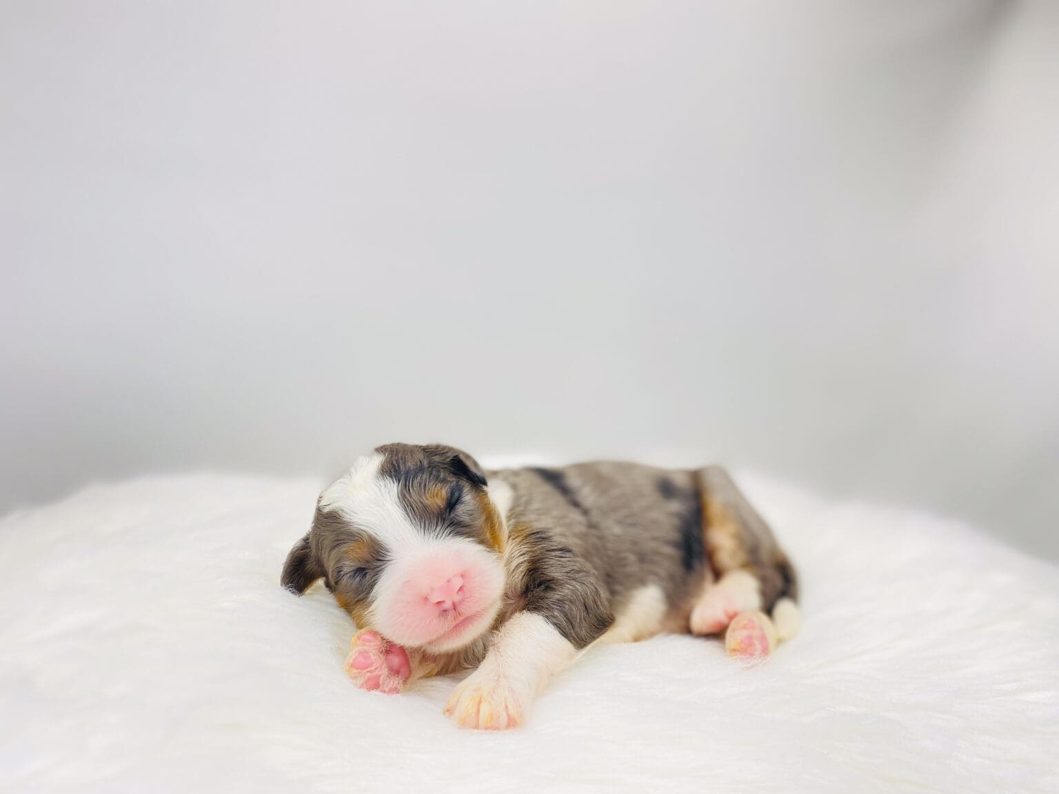 I am just a tiny baby and would love to join your family soon! Of course, you can’t see how cute and curly I will be when I get older, so the Dog Club will send updated photos when I am about 6 to 7 weeks old, if you choose to adopt me. Infant puppy deposits are refundable or transferrable.