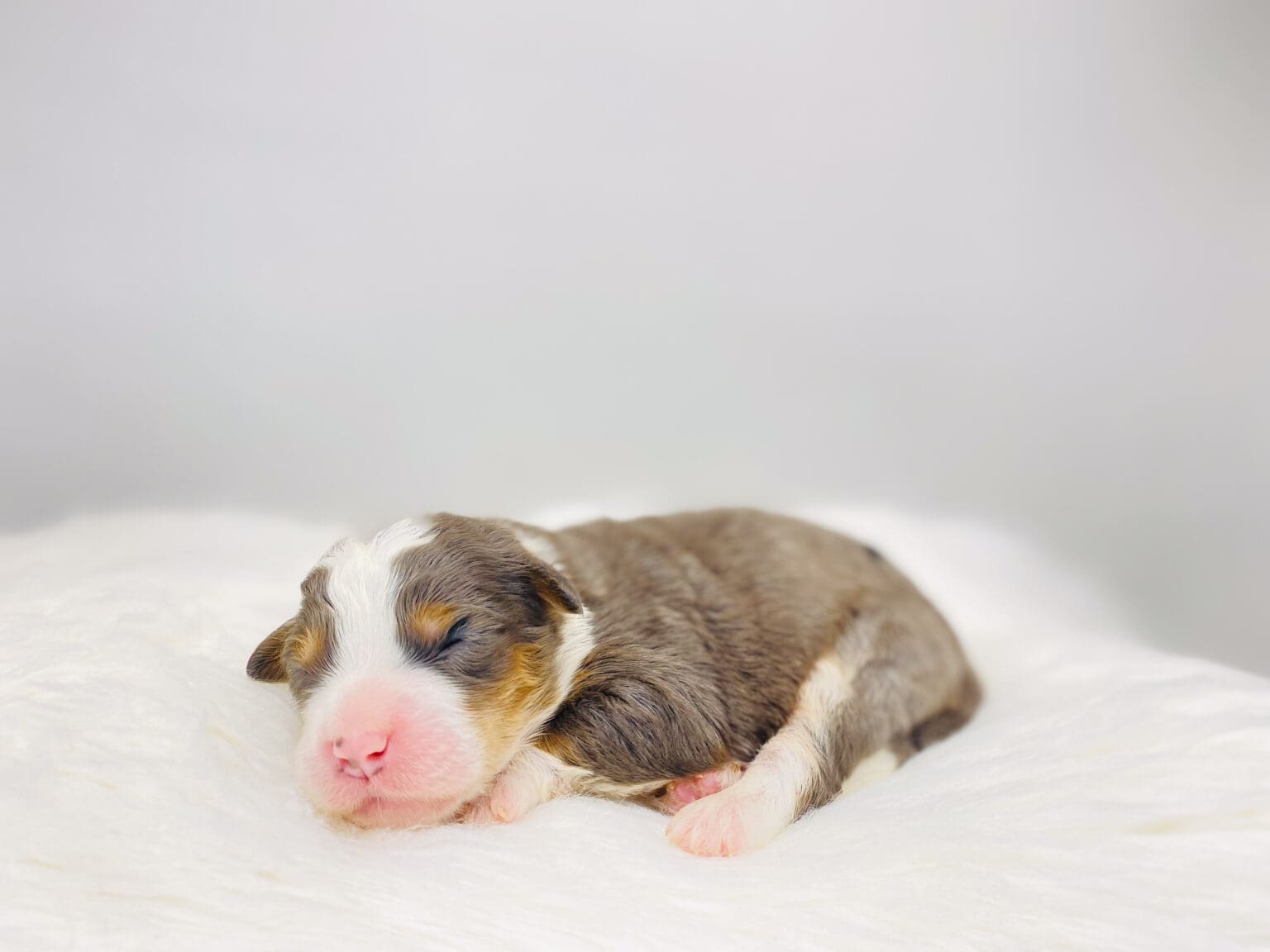 I am just a tiny baby and would love to join your family soon! Of course, you can’t see how cute and curly I will be when I get older, so the Dog Club will send updated photos when I am about 6 to 7 weeks old, if you choose to adopt me. Infant puppy deposits are refundable or transferrable.