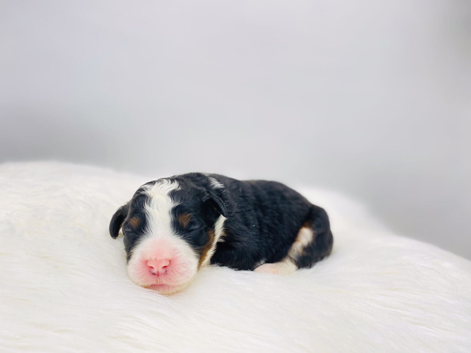 I am just a tiny baby and would love to join your family soon! Of course, you can’t see how cute and curly I will be when I get older, so the Dog Club will send updated photos when I am about 6 to 7 weeks old, if you choose to adopt me. Infant puppy deposits are refundable or transferrable.