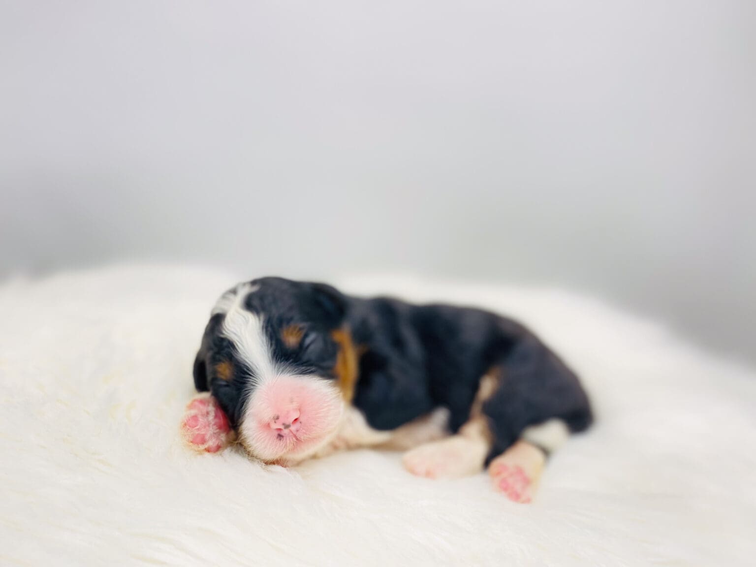 I am just a tiny baby and would love to join your family soon! Of course, you can’t see how cute and curly I will be when I get older, so the Dog Club will send updated photos when I am about 6 to 7 weeks old, if you choose to adopt me. Infant puppy deposits are refundable or transferrable.