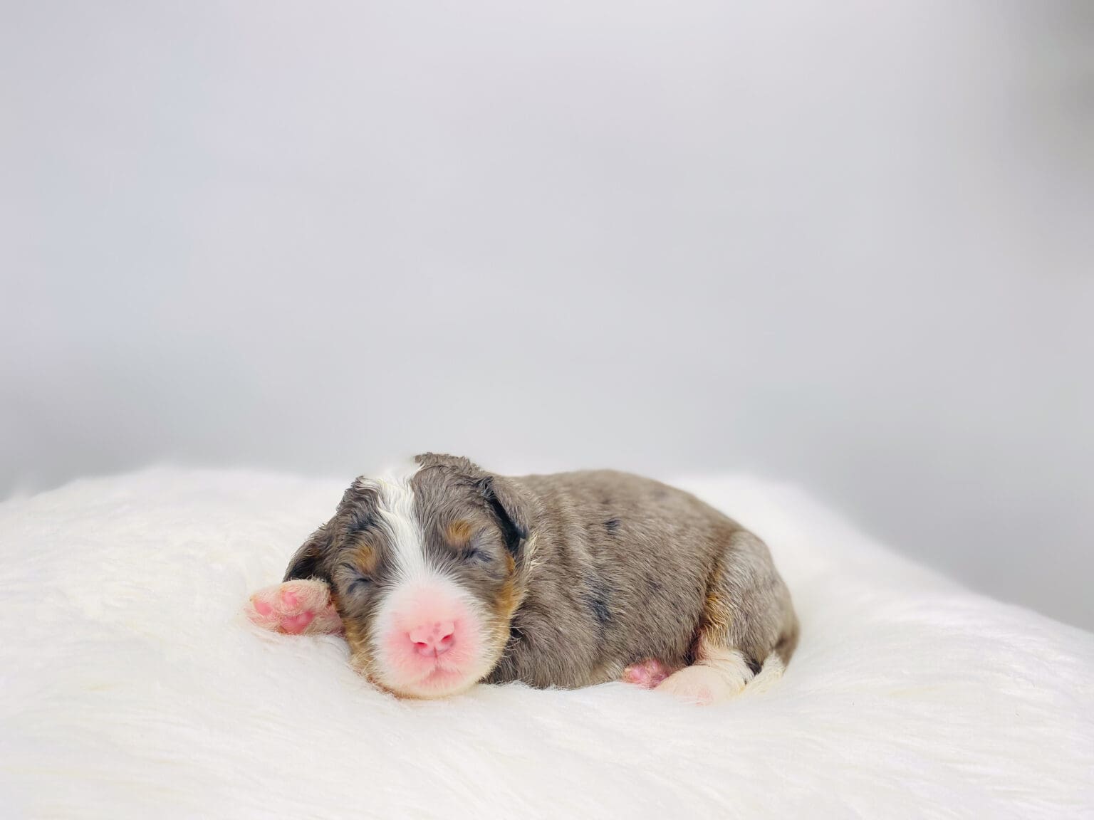 I am just a tiny baby and would love to join your family soon! Of course, you can’t see how cute and curly I will be when I get older, so the Dog Club will send updated photos when I am about 6 to 7 weeks old, if you choose to adopt me. Infant puppy deposits are refundable or transferrable.