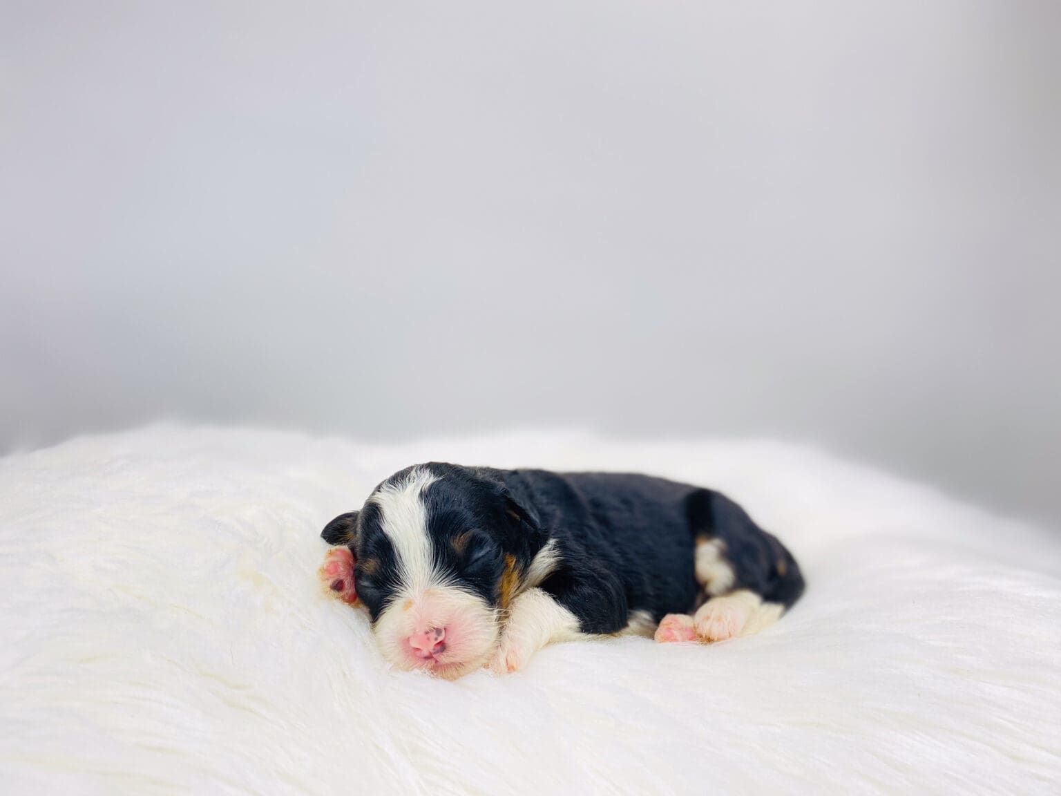 I am just a tiny baby and would love to join your family soon! Of course, you can’t see how cute and curly I will be when I get older, so the Dog Club will send updated photos when I am about 6 to 7 weeks old, if you choose to adopt me. Infant puppy deposits are refundable or transferrable.