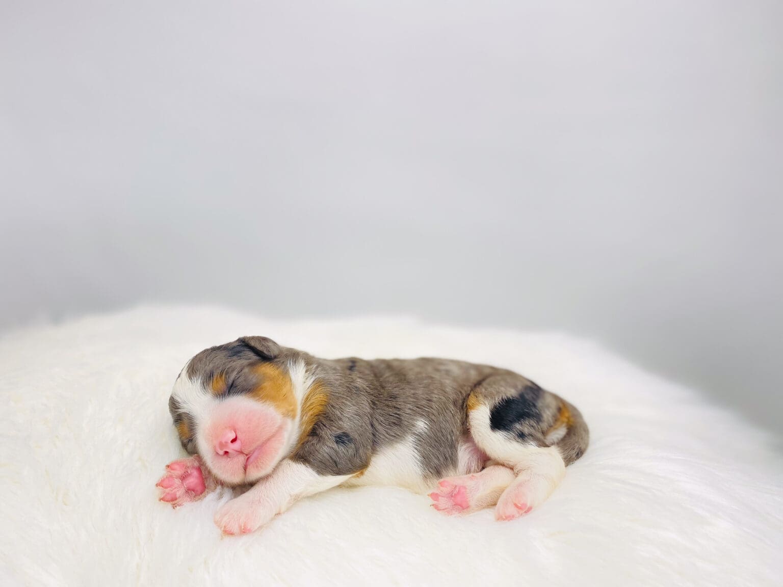 I am just a tiny baby and would love to join your family soon! Of course, you can’t see how cute and curly I will be when I get older, so the Dog Club will send updated photos when I am about 6 to 7 weeks old, if you choose to adopt me. Infant puppy deposits are refundable or transferrable.