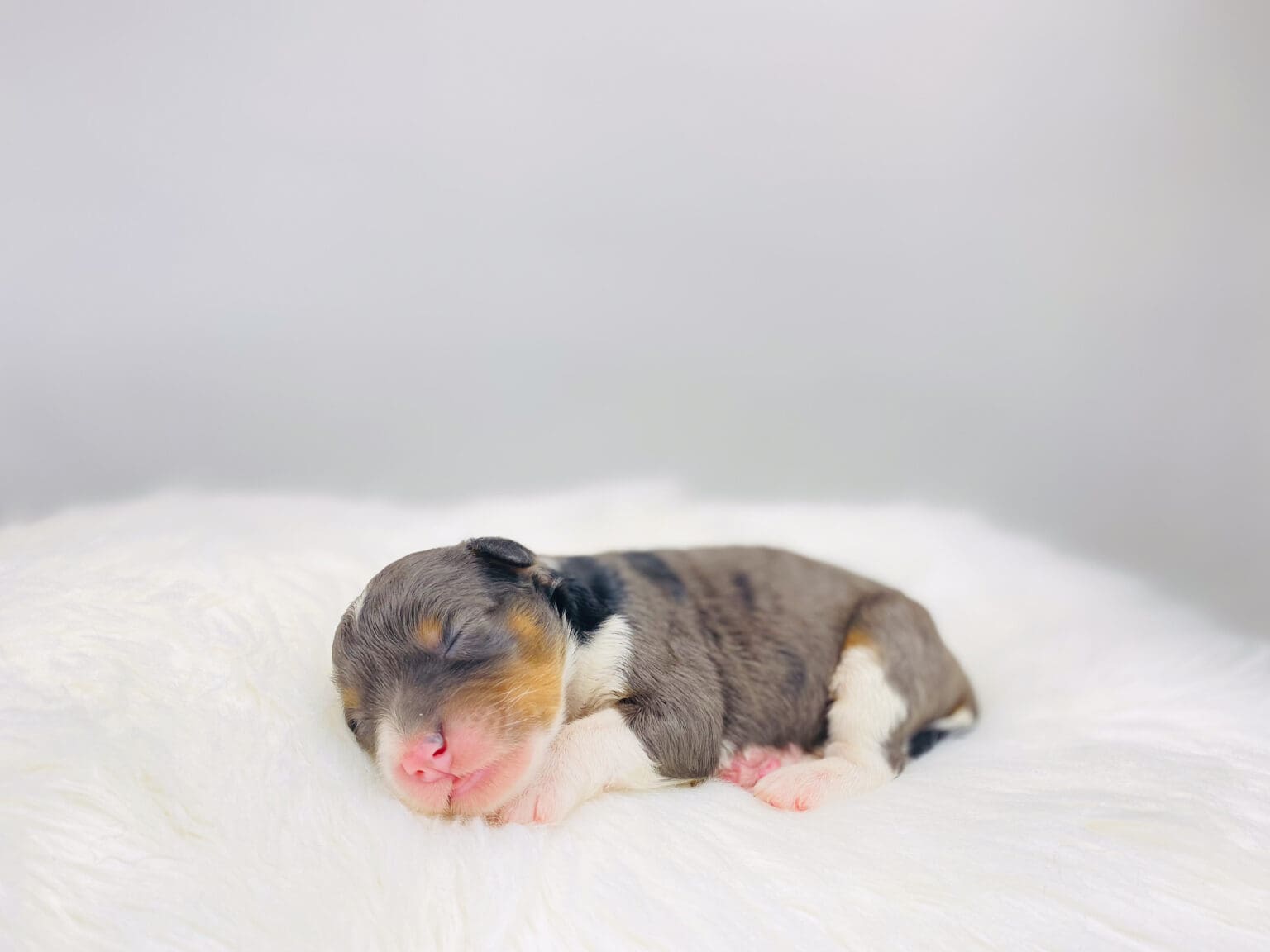 I am just a tiny baby and would love to join your family soon! Of course, you can’t see how cute and curly I will be when I get older, so the Dog Club will send updated photos when I am about 6 to 7 weeks old, if you choose to adopt me. Infant puppy deposits are refundable or transferrable.