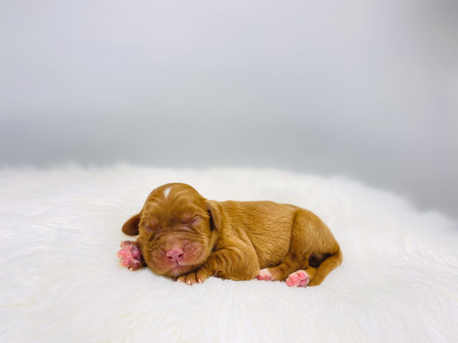 I am just a tiny baby and would love to join your family soon! Of course, you can’t see how cute and curly I will be when I get older, so the Dog Club will send updated photos when I am about 6 to 7 weeks old, if you choose to adopt me. Infant puppy deposits are refundable or transferrable.
