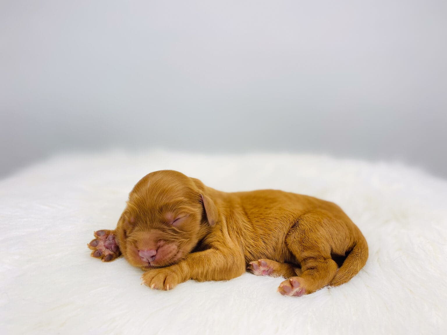 I am just a tiny baby and would love to join your family soon! Of course, you can’t see how cute and curly I will be when I get older, so the Dog Club will send updated photos when I am about 6 to 7 weeks old, if you choose to adopt me. Infant puppy deposits are refundable or transferrable.