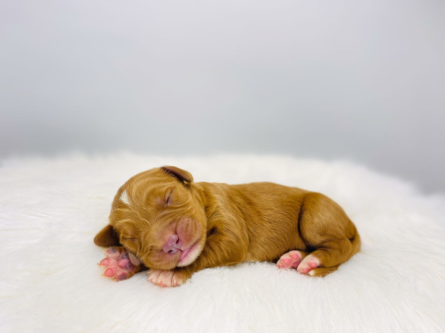 I am just a tiny baby and would love to join your family soon! Of course, you can’t see how cute and curly I will be when I get older, so the Dog Club will send updated photos when I am about 6 to 7 weeks old, if you choose to adopt me. Infant puppy deposits are refundable or transferrable.