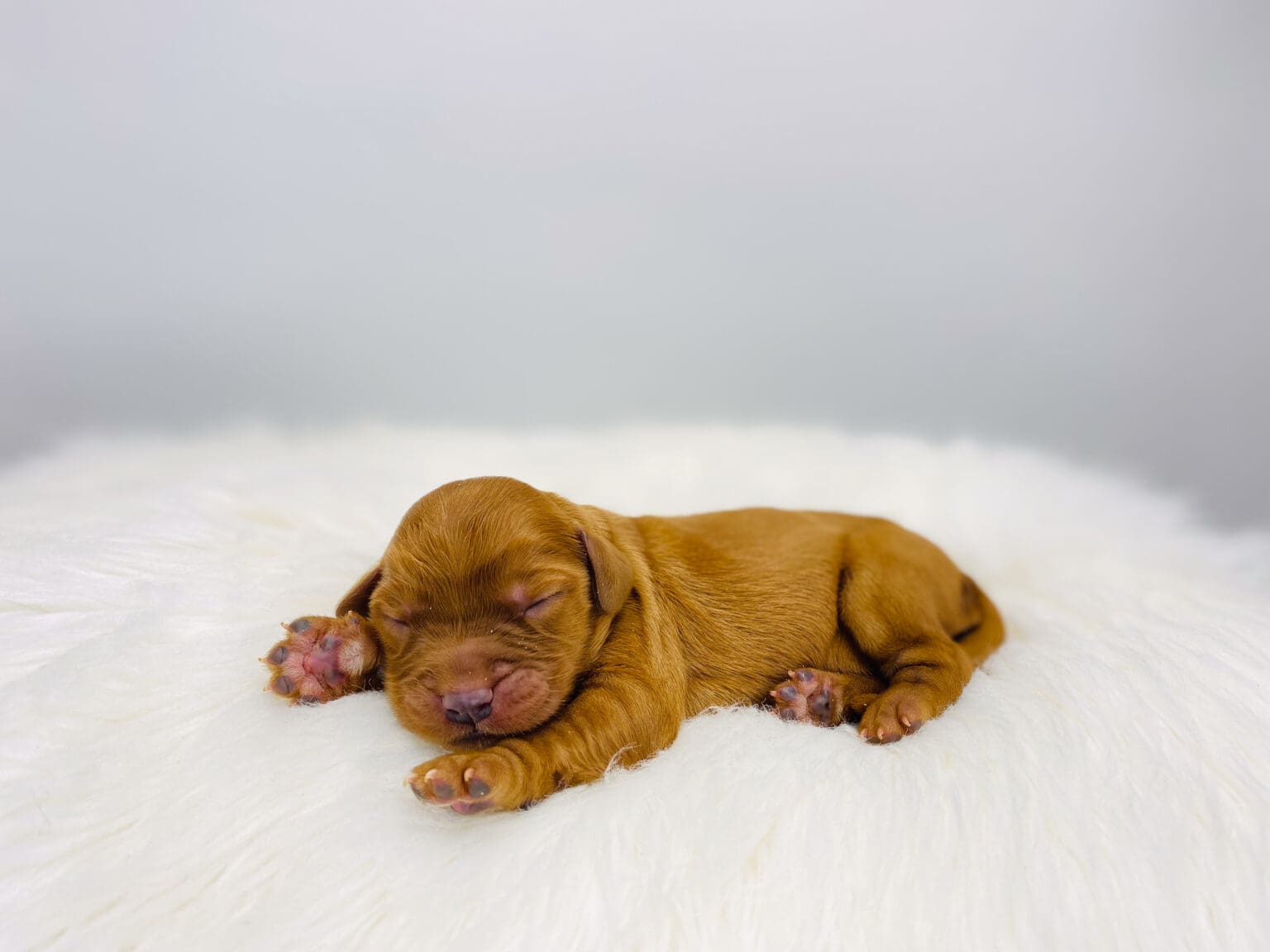 I am just a tiny baby and would love to join your family soon! Of course, you can’t see how cute and curly I will be when I get older, so the Dog Club will send updated photos when I am about 6 to 7 weeks old, if you choose to adopt me. Infant puppy deposits are refundable or transferrable.