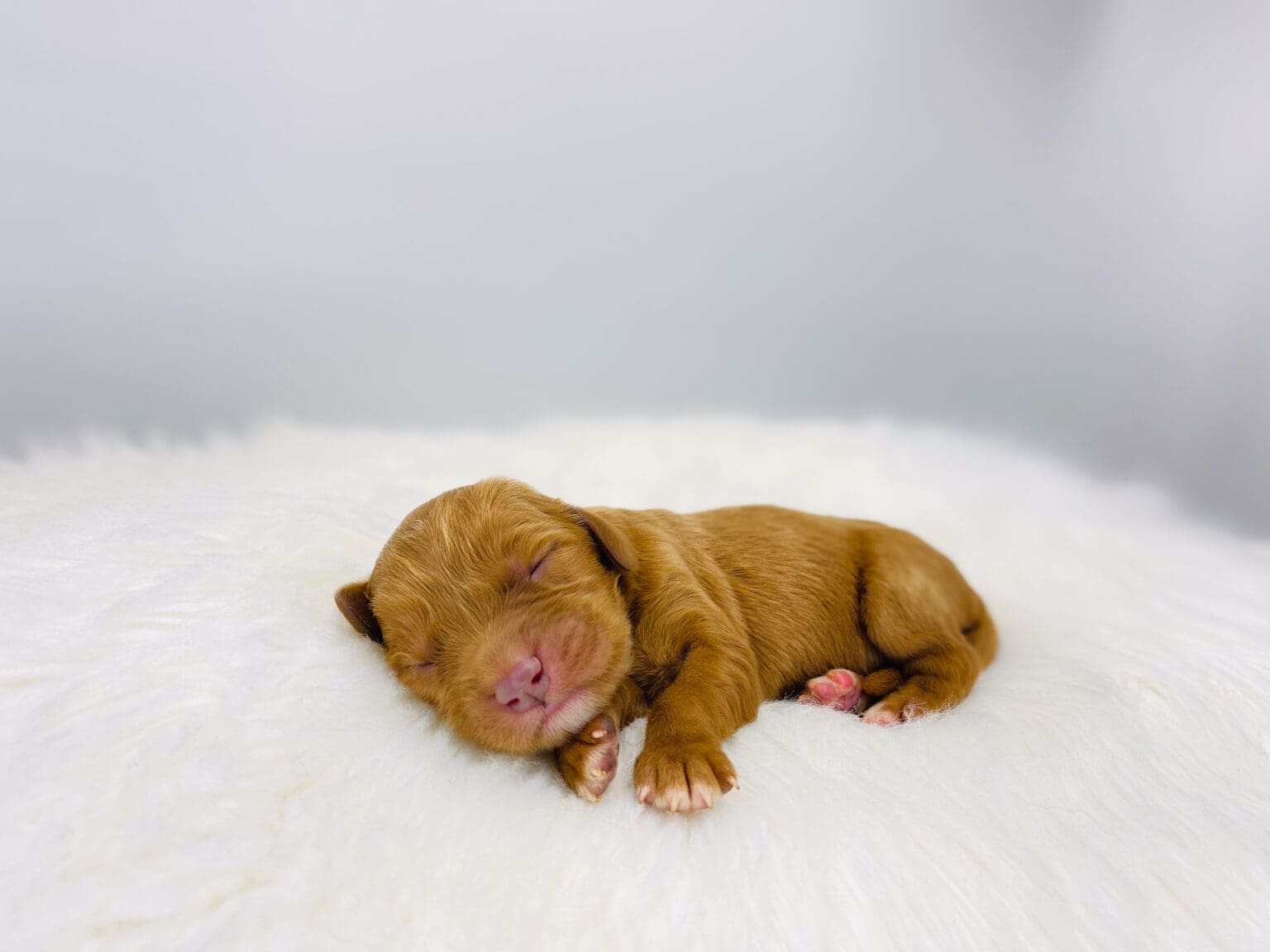 I am just a tiny baby and would love to join your family soon! Of course, you can’t see how cute and curly I will be when I get older, so the Dog Club will send updated photos when I am about 6 to 7 weeks old, if you choose to adopt me. Infant puppy deposits are refundable or transferrable.