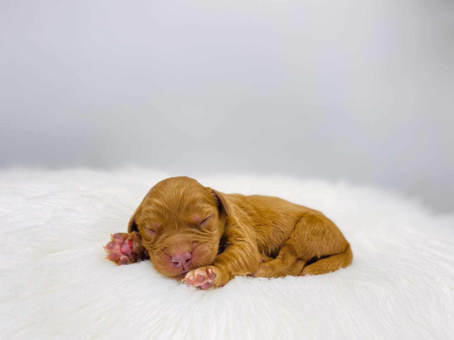 I am just a tiny baby and would love to join your family soon! Of course, you can’t see how cute and curly I will be when I get older, so the Dog Club will send updated photos when I am about 6 to 7 weeks old, if you choose to adopt me. Infant puppy deposits are refundable or transferrable.