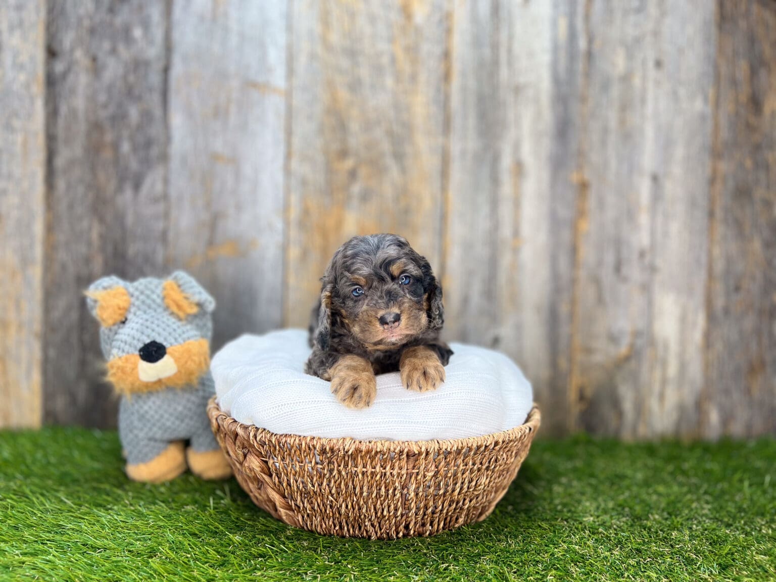 I am just a tiny baby and would love to join your family soon! Of course, you can’t see how cute and curly I will be when I get older, so the Dog Club will send updated photos when I am about 6 to 7 weeks old, if you choose to adopt me. Infant puppy deposits are refundable or transferrable.