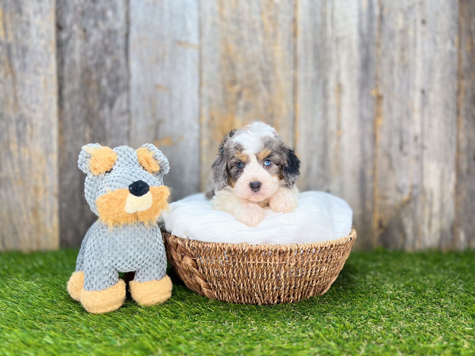 I am just a tiny baby and would love to join your family soon! Of course, you can’t see how cute and curly I will be when I get older, so the Dog Club will send updated photos when I am about 6 to 7 weeks old, if you choose to adopt me. Infant puppy deposits are refundable or transferrable.