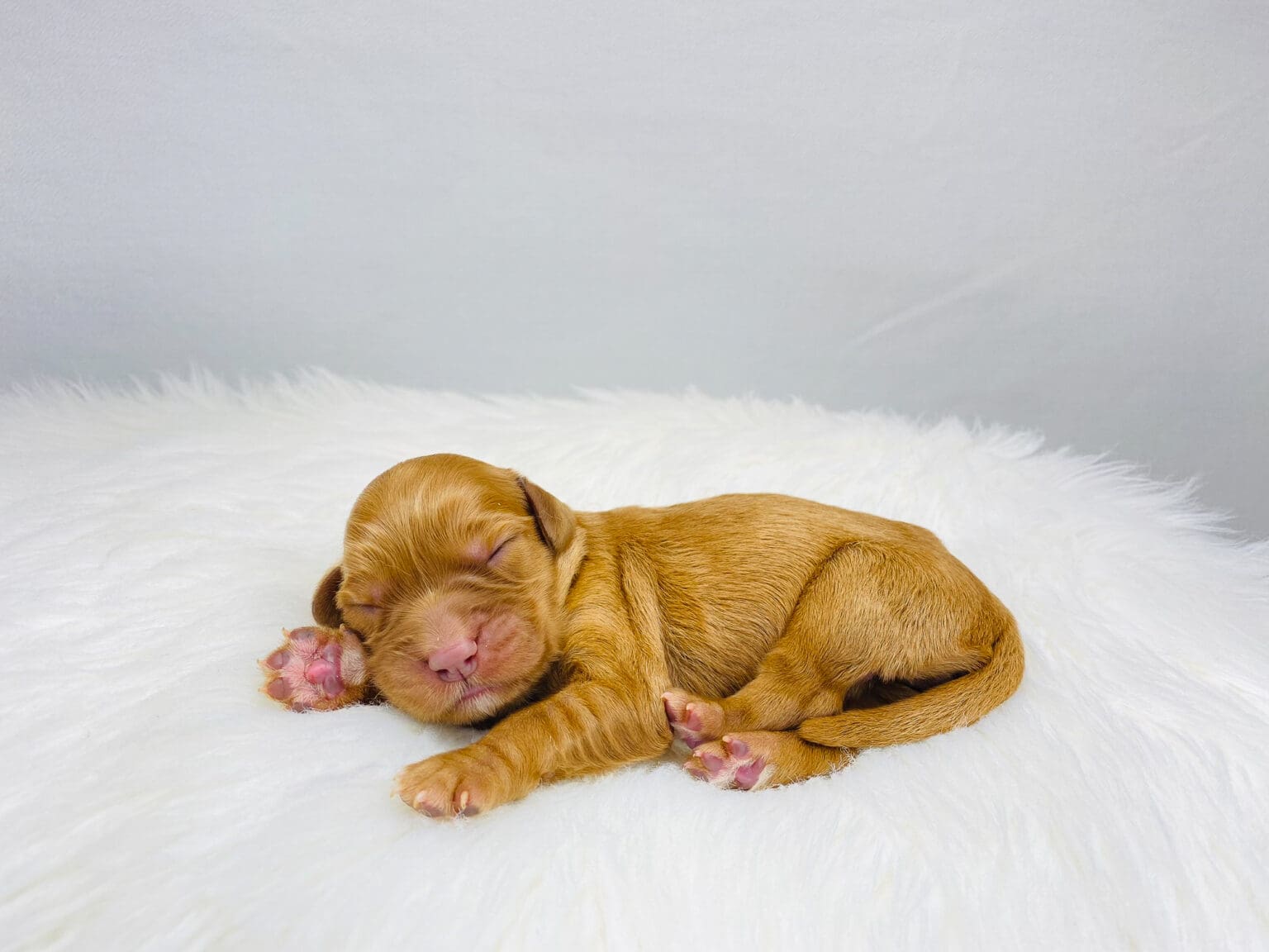 I am just a tiny baby and would love to join your family soon! Of course, you can’t see how cute and curly I will be when I get older, so the Dog Club will send updated photos when I am about 6 to 7 weeks old, if you choose to adopt me. Infant puppy deposits are refundable or transferrable.
