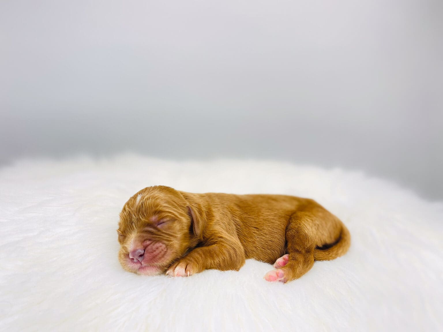I am just a tiny baby and would love to join your family soon! Of course, you can’t see how cute and curly I will be when I get older, so the Dog Club will send updated photos when I am about 6 to 7 weeks old, if you choose to adopt me. Infant puppy deposits are refundable or transferrable.