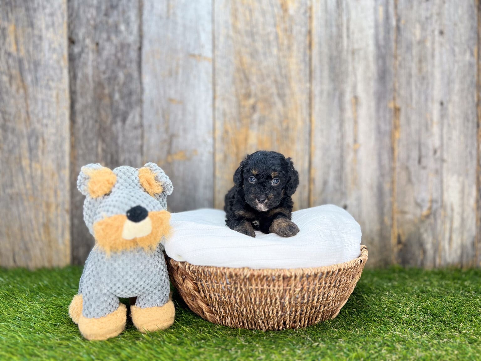 I am just a tiny baby and would love to join your family soon! Of course, you can’t see how cute and curly I will be when I get older, so the Dog Club will send updated photos when I am about 6 to 7 weeks old, if you choose to adopt me. Infant puppy deposits are refundable or transferrable.