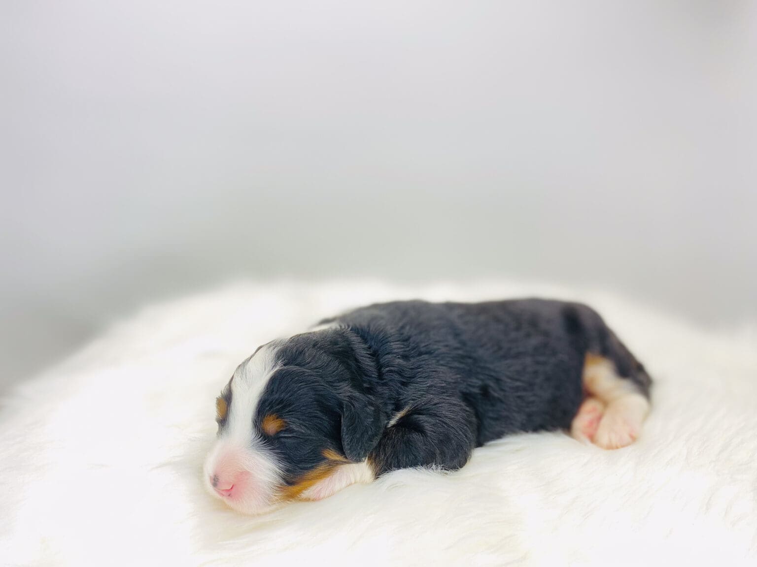 I am just a tiny baby and would love to join your family soon! Of course, you can’t see how cute and curly I will be when I get older, so the Dog Club will send updated photos when I am about 6 to 7 weeks old, if you choose to adopt me. Infant puppy deposits are refundable or transferrable.