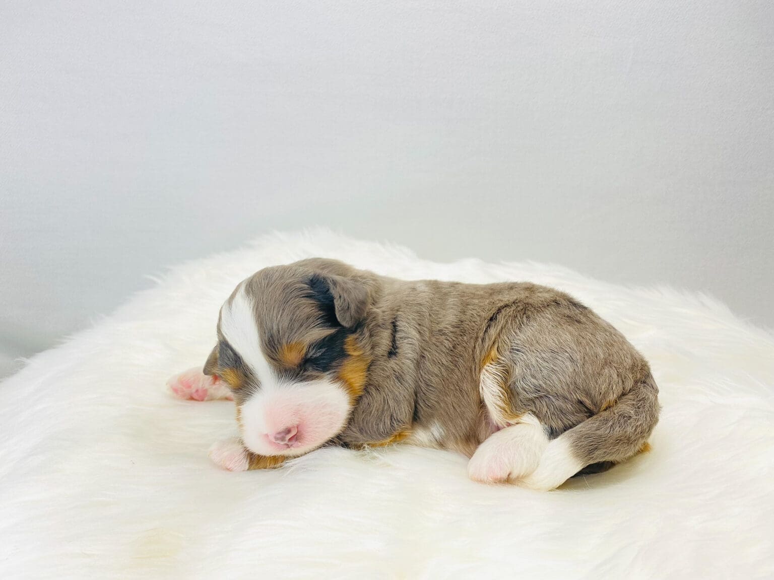 I am just a tiny baby and would love to join your family soon! Of course, you can’t see how cute and curly I will be when I get older, so the Dog Club will send updated photos when I am about 6 to 7 weeks old, if you choose to adopt me. Infant puppy deposits are refundable or transferrable.