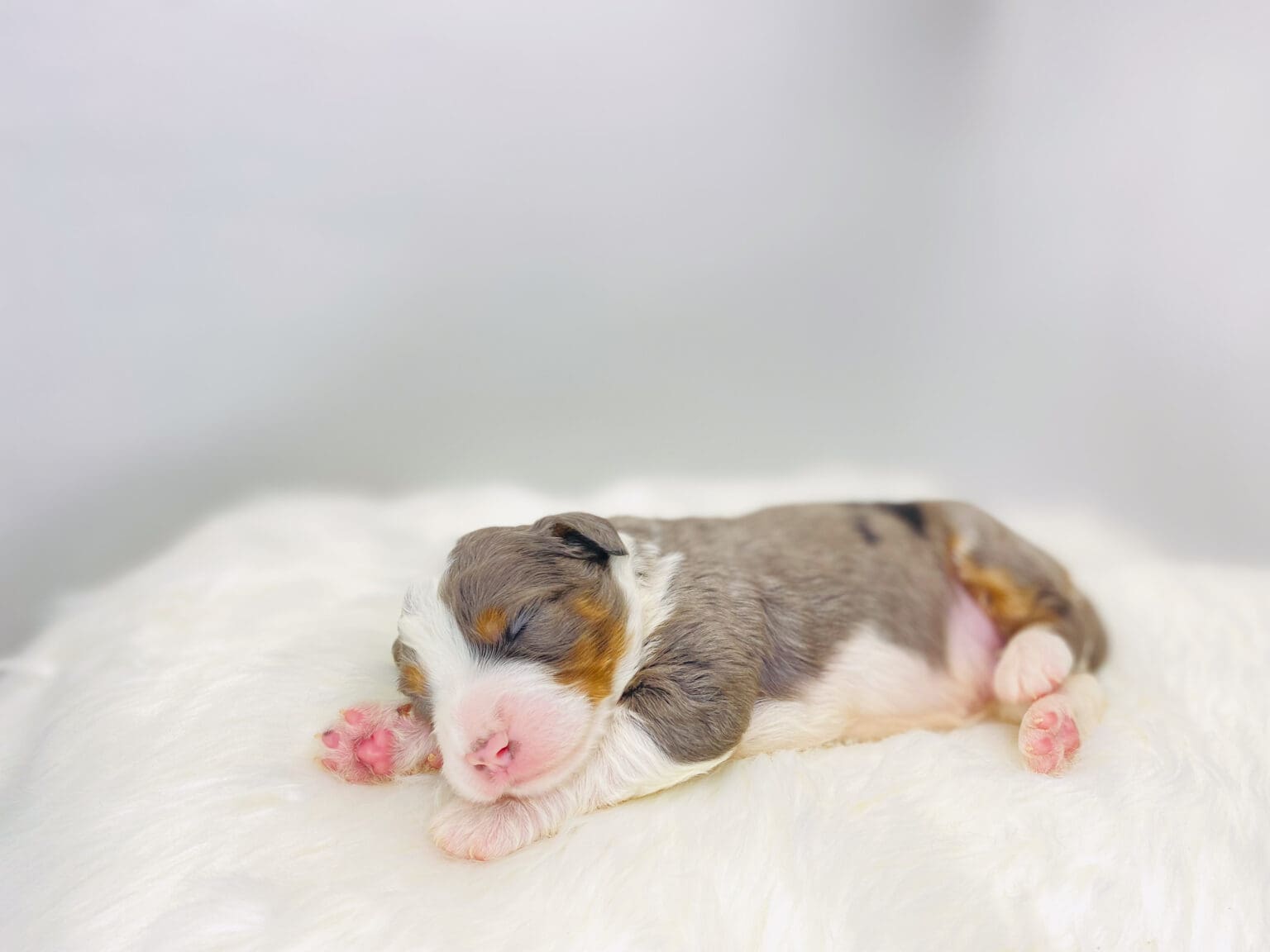 I am just a tiny baby and would love to join your family soon! Of course, you can’t see how cute and curly I will be when I get older, so the Dog Club will send updated photos when I am about 6 to 7 weeks old, if you choose to adopt me. Infant puppy deposits are refundable or transferrable.