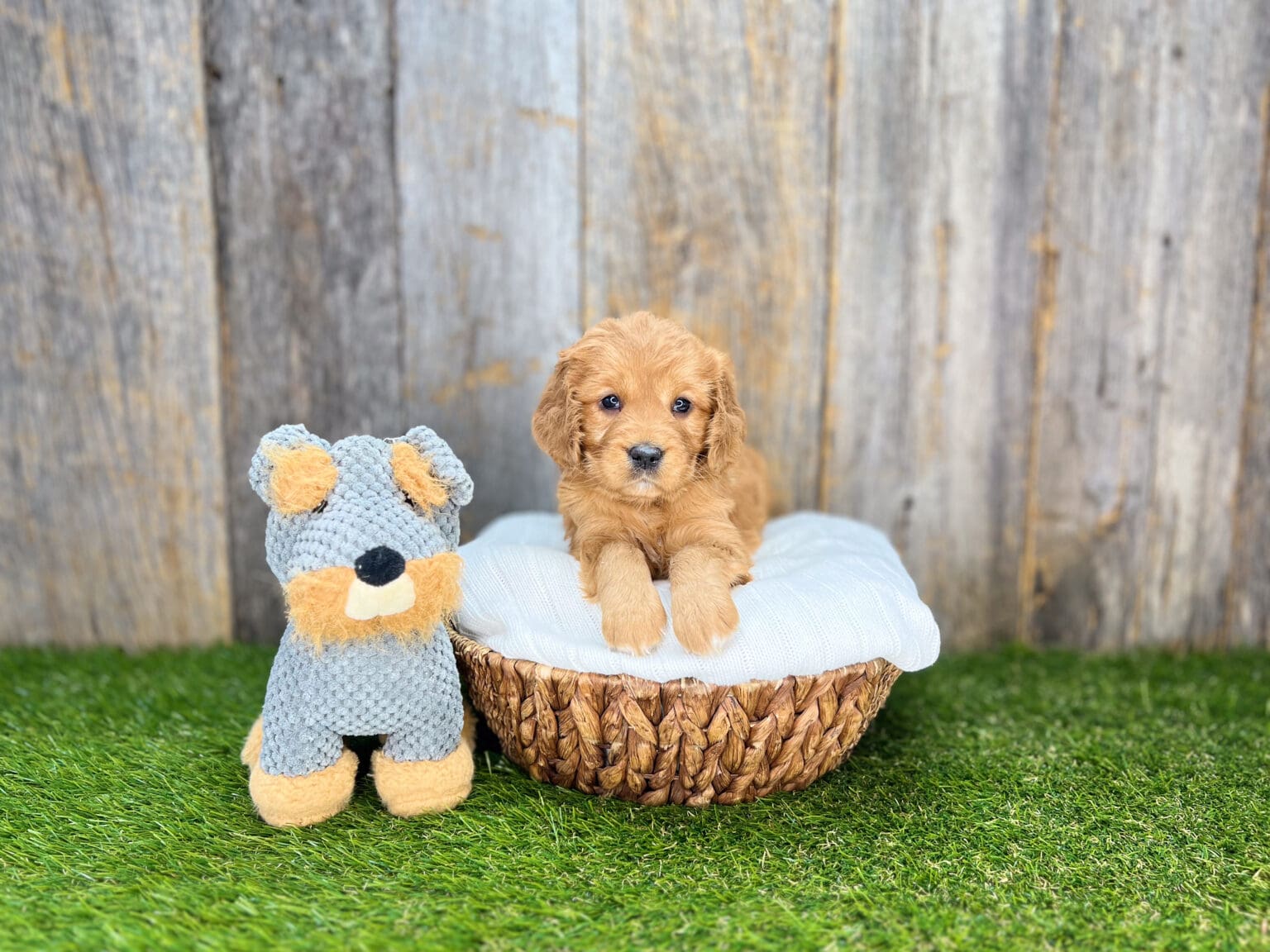 I am just a tiny baby and would love to join your family soon! Of course, you can’t see how cute and curly I will be when I get older, so the Dog Club will send updated photos when I am about 6 to 7 weeks old, if you choose to adopt me. Infant puppy deposits are refundable or transferrable.