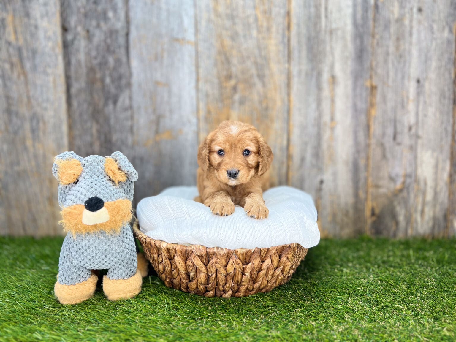 I am just a tiny baby and would love to join your family soon! Of course, you can’t see how cute and curly I will be when I get older, so the Dog Club will send updated photos when I am about 6 to 7 weeks old, if you choose to adopt me. Infant puppy deposits are refundable or transferrable.