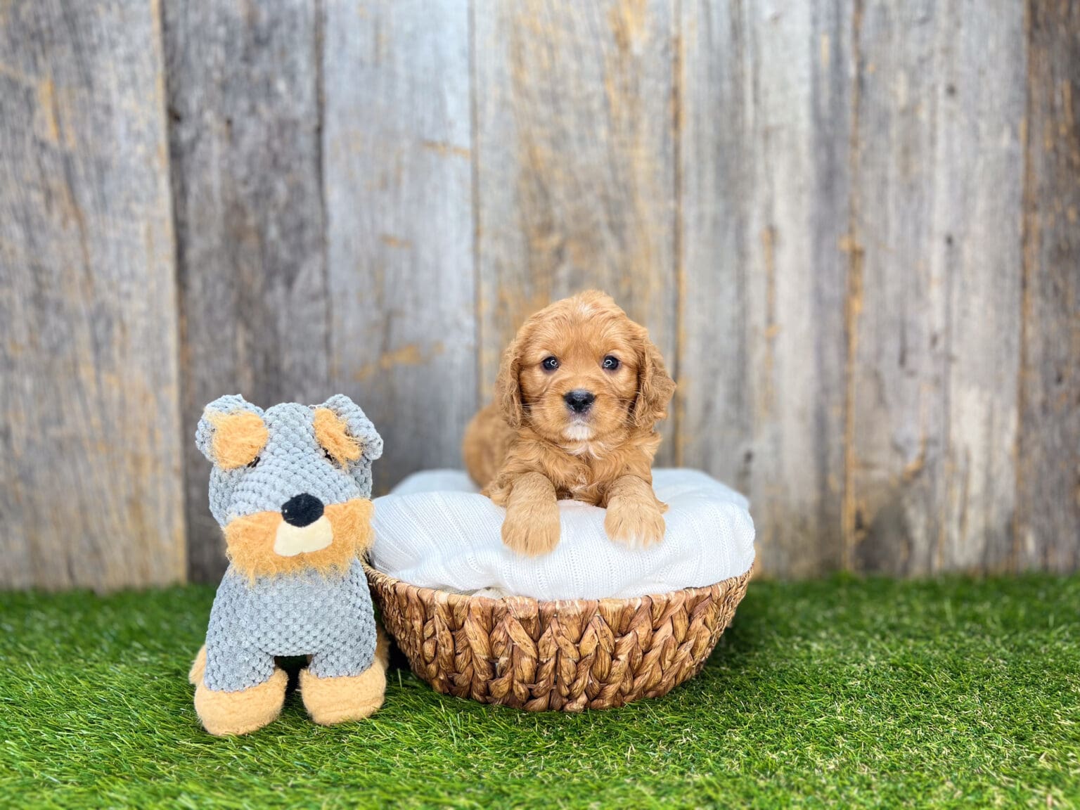 I am just a tiny baby and would love to join your family soon! Of course, you can’t see how cute and curly I will be when I get older, so the Dog Club will send updated photos when I am about 6 to 7 weeks old, if you choose to adopt me. Infant puppy deposits are refundable or transferrable.