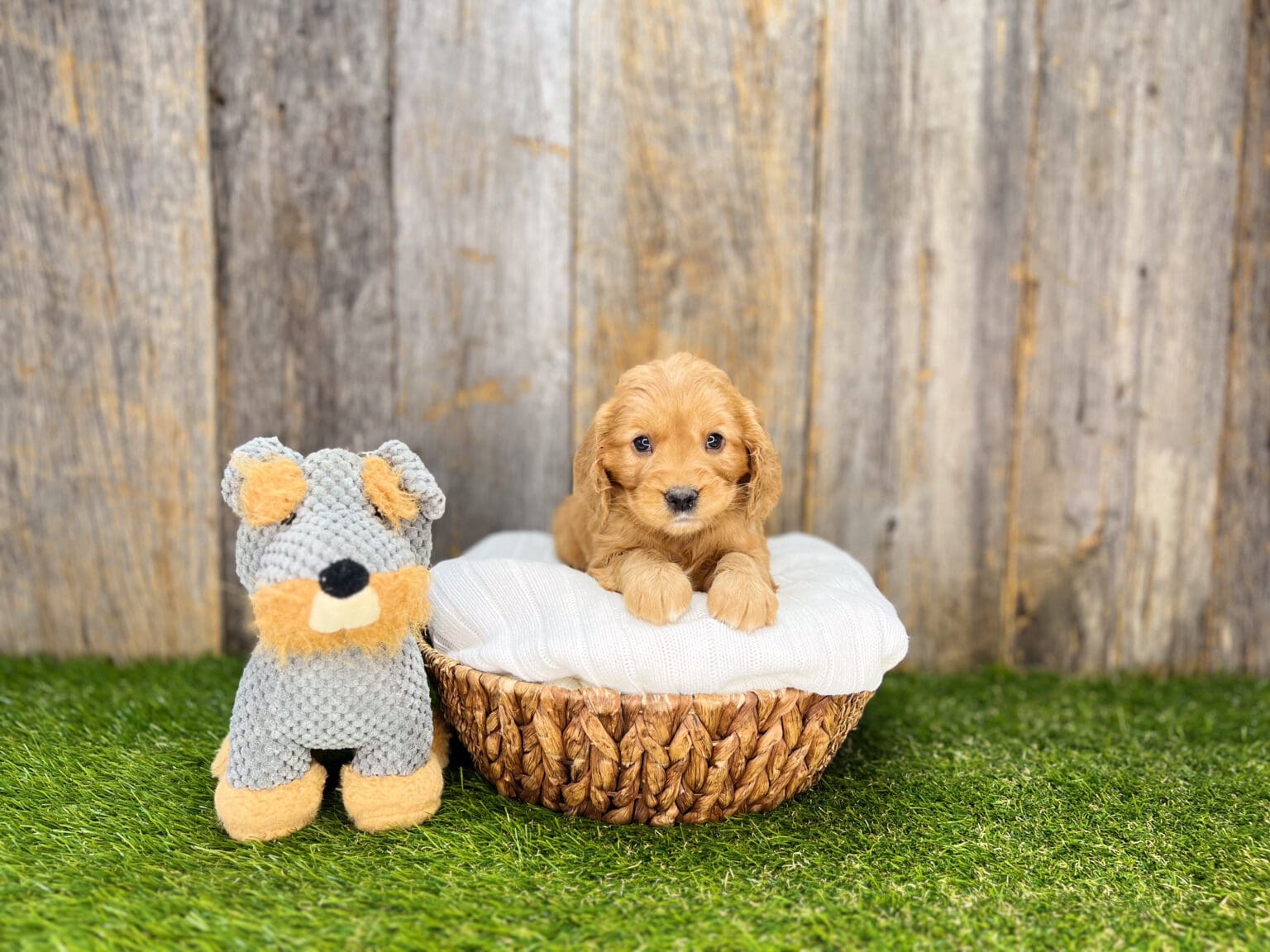 I am just a tiny baby and would love to join your family soon! Of course, you can’t see how cute and curly I will be when I get older, so the Dog Club will send updated photos when I am about 6 to 7 weeks old, if you choose to adopt me. Infant puppy deposits are refundable or transferrable.