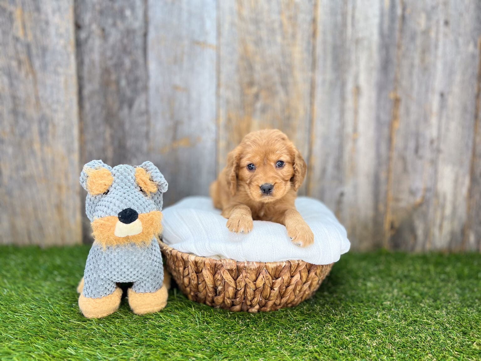 I am just a tiny baby and would love to join your family soon! Of course, you can’t see how cute and curly I will be when I get older, so the Dog Club will send updated photos when I am about 6 to 7 weeks old, if you choose to adopt me. Infant puppy deposits are refundable or transferrable.