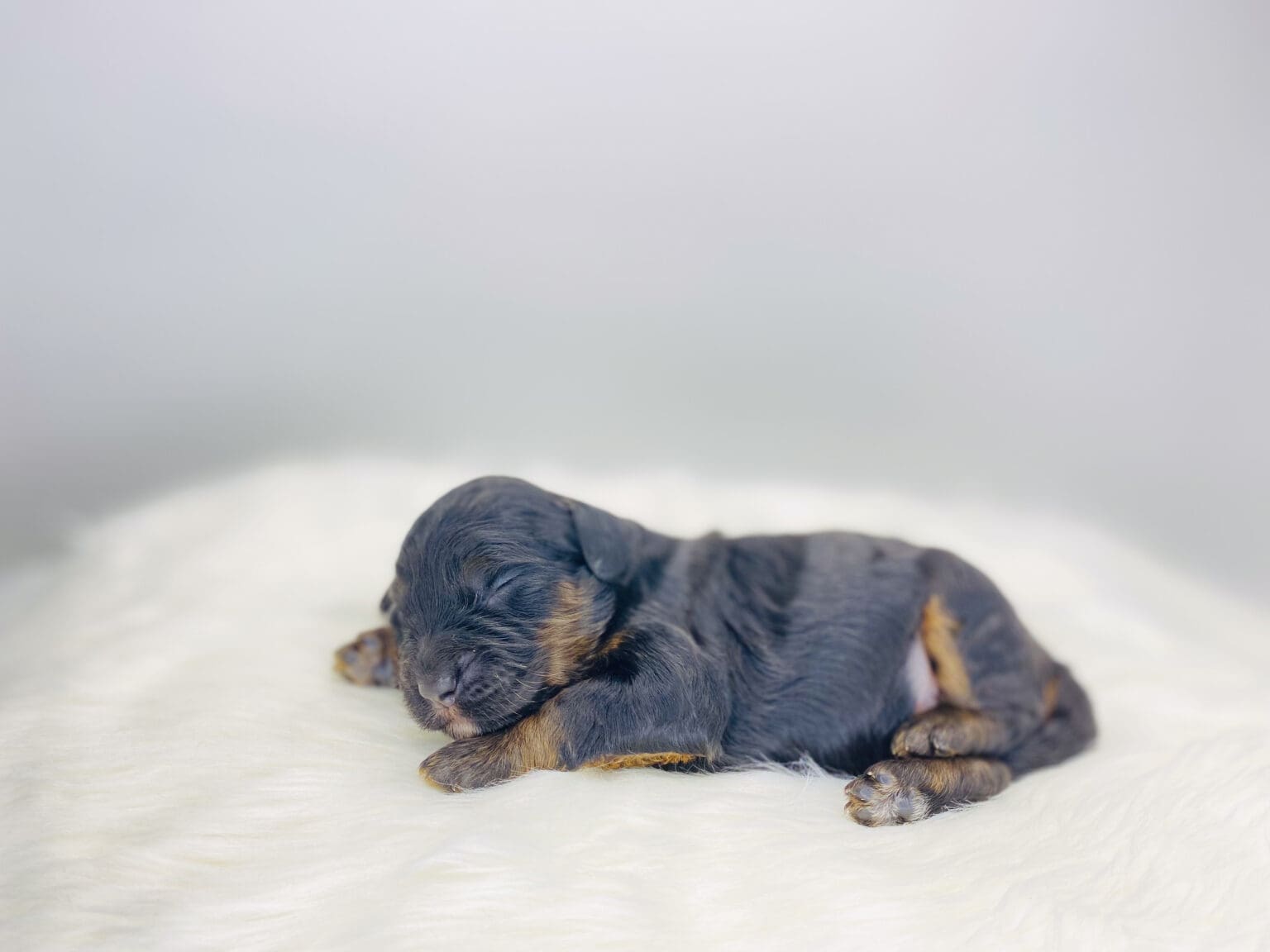 I am just a tiny baby and would love to join your family soon! Of course, you can’t see how cute and curly I will be when I get older, so the Dog Club will send updated photos when I am about 6 to 7 weeks old, if you choose to adopt me. Infant puppy deposits are refundable or transferrable.
