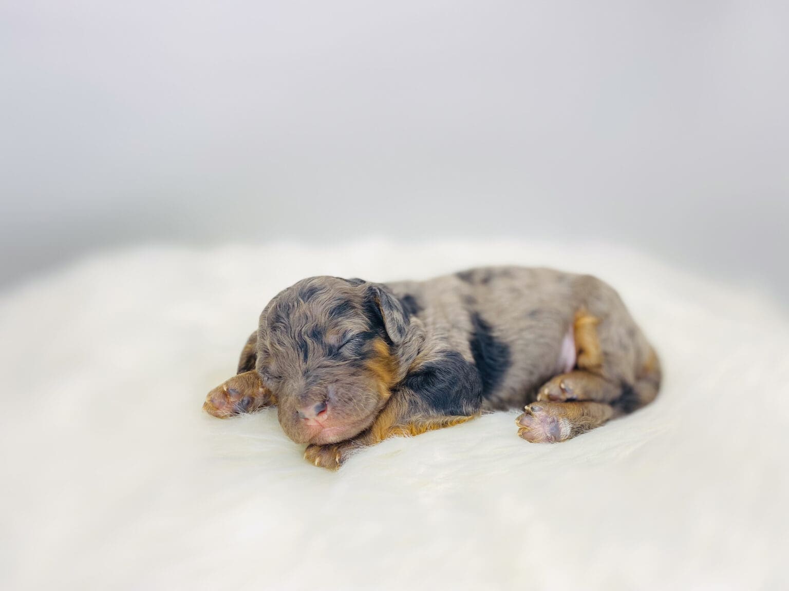 I am just a tiny baby and would love to join your family soon! Of course, you can’t see how cute and curly I will be when I get older, so the Dog Club will send updated photos when I am about 6 to 7 weeks old, if you choose to adopt me. Infant puppy deposits are refundable or transferrable.