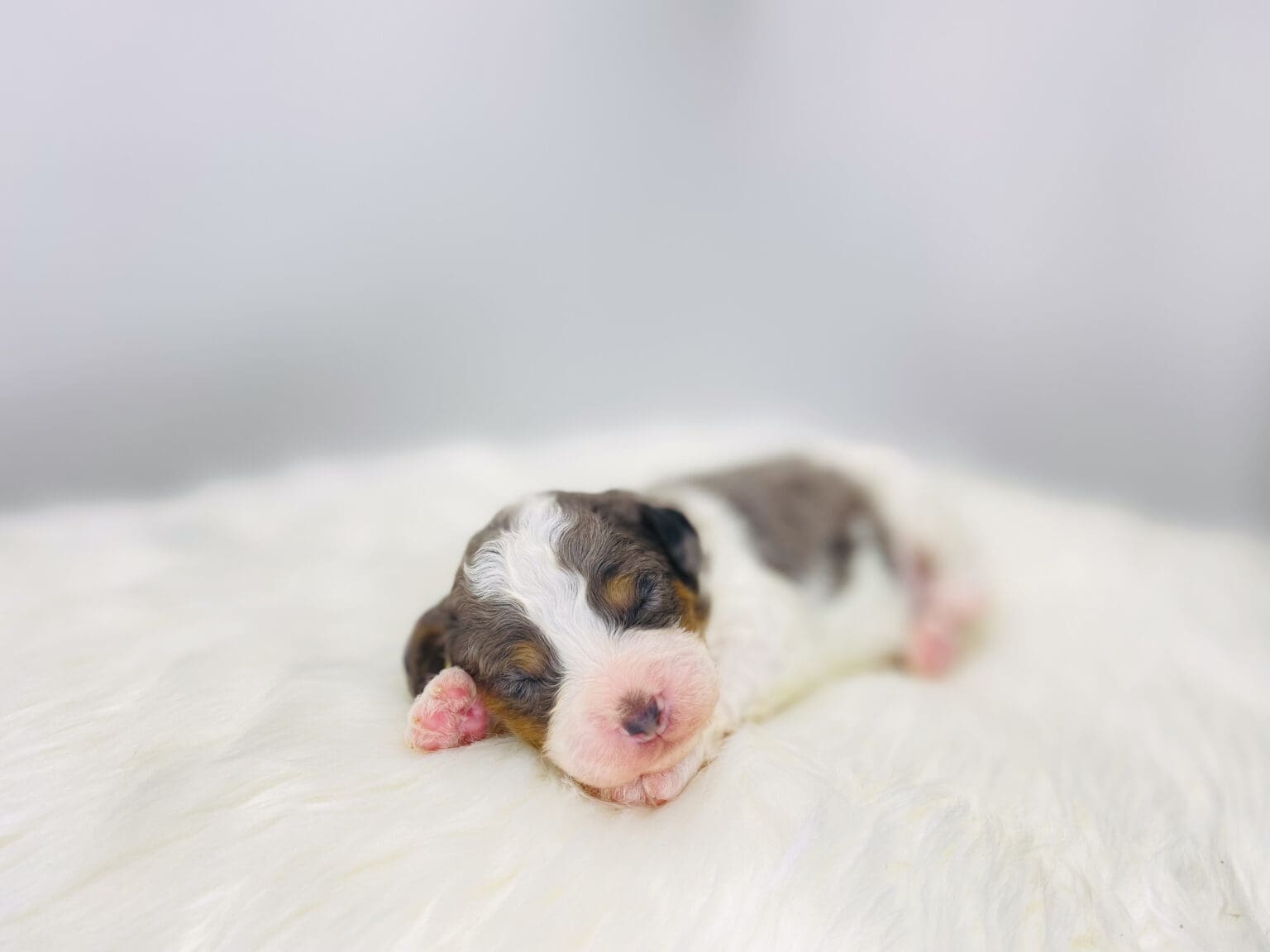 I am just a tiny baby and would love to join your family soon! Of course, you can’t see how cute and curly I will be when I get older, so the Dog Club will send updated photos when I am about 6 to 7 weeks old, if you choose to adopt me. Infant puppy deposits are refundable or transferrable.