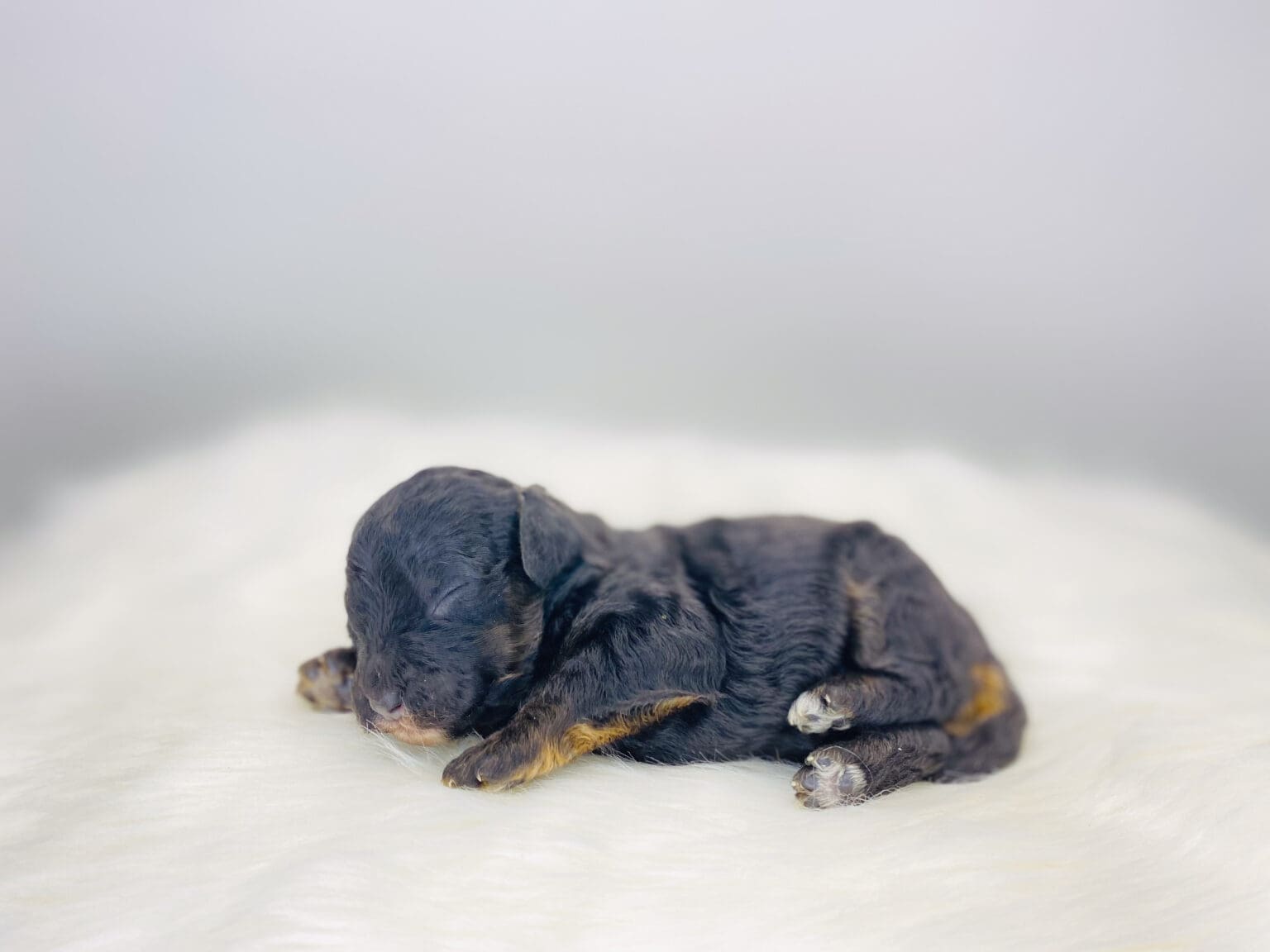 I am just a tiny baby and would love to join your family soon! Of course, you can’t see how cute and curly I will be when I get older, so the Dog Club will send updated photos when I am about 6 to 7 weeks old, if you choose to adopt me. Infant puppy deposits are refundable or transferrable.